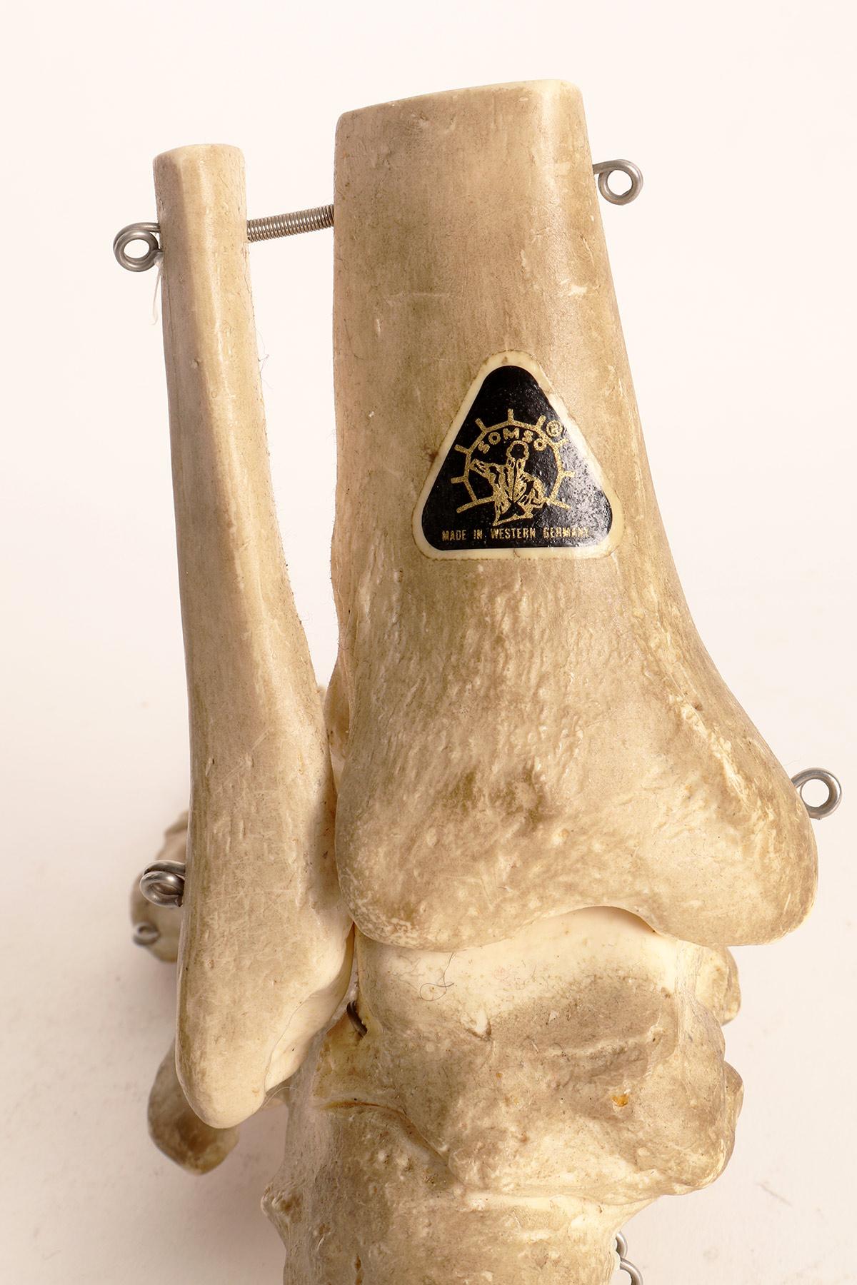 Modèle anatomique : la partie squelettique d'un pied, Allemagne, années 1970 en vente 1