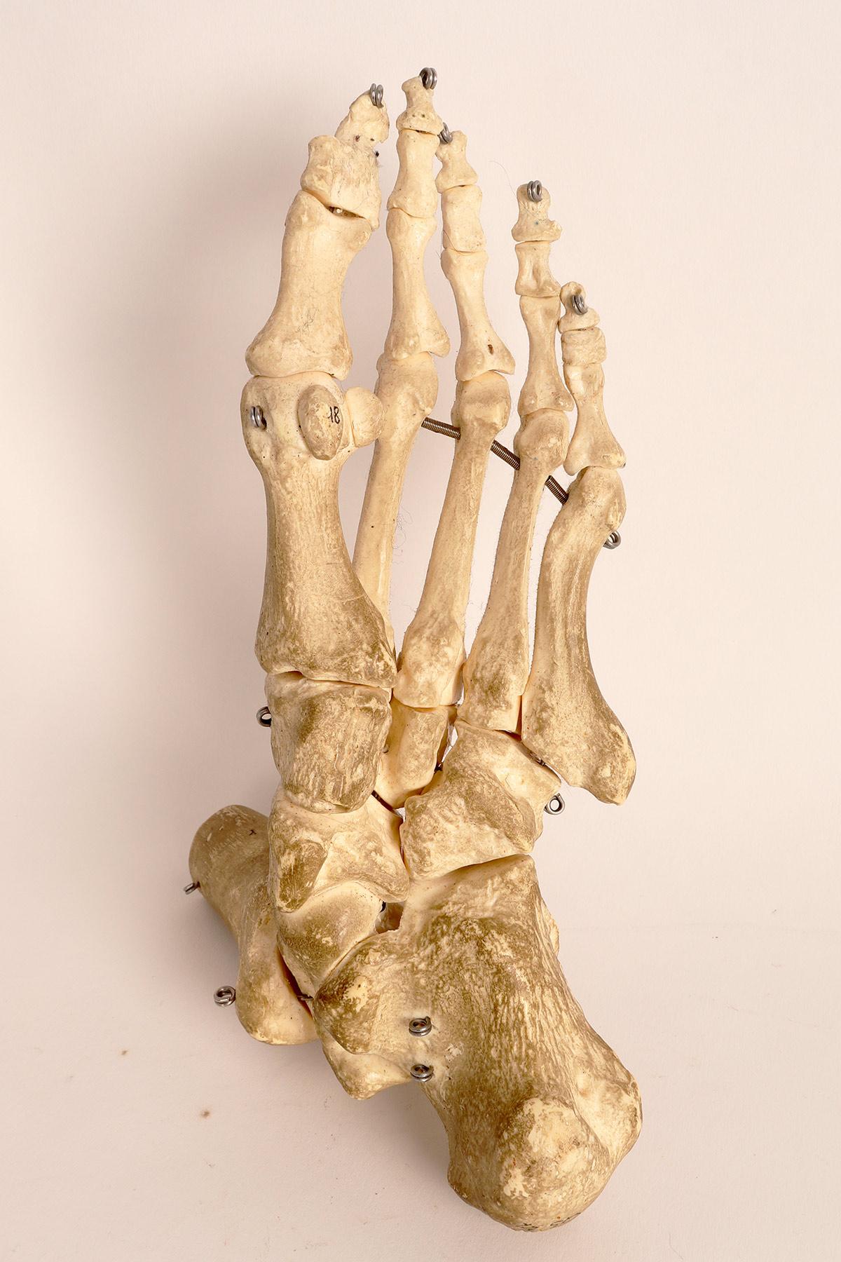Modèle anatomique : la partie squelettique d'un pied, Allemagne, années 1970 en vente 2