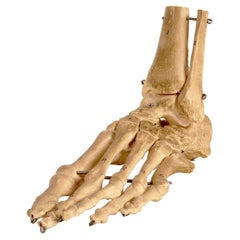 Vintage Anatomical Model: the Skeletal Part of a Foot, Germany, 1970’s