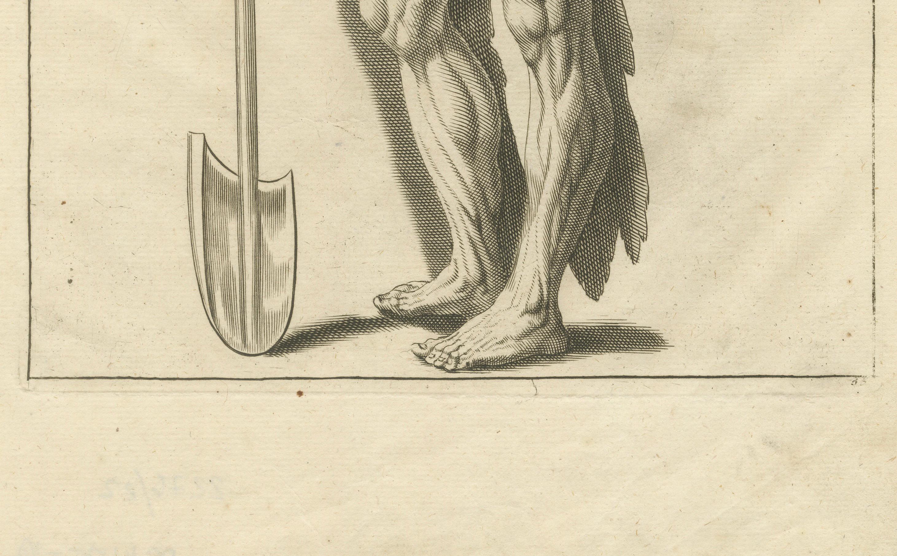 Anatomical Muscle Figure with Shovel Academic Engraving German, ca.1745