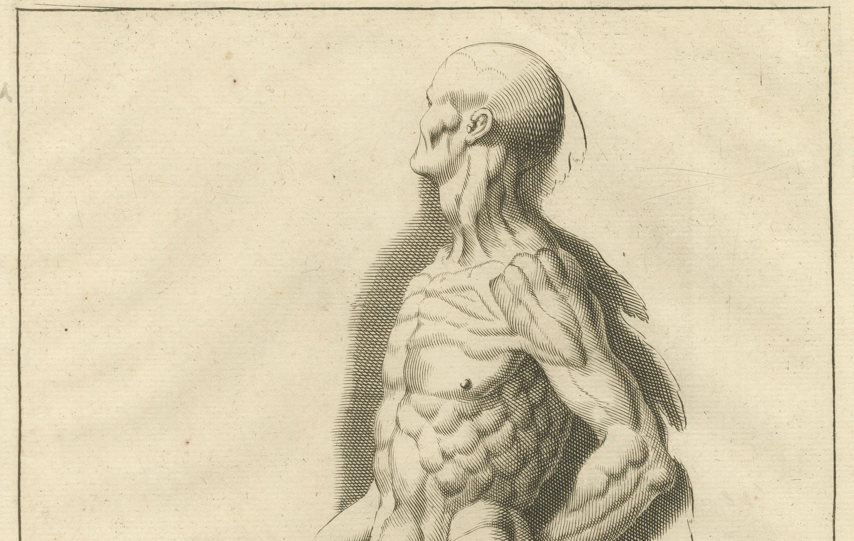 Anatomical Muscle Figure with Shovel Academic Engraving German, ca.1745