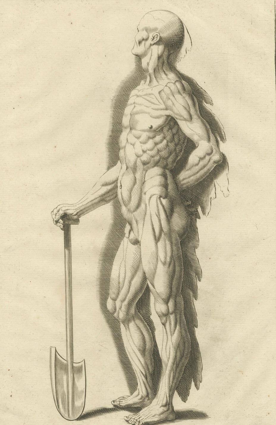 Anatomical Muscle Figure with Shovel Academic Engraving German, ca.1745
