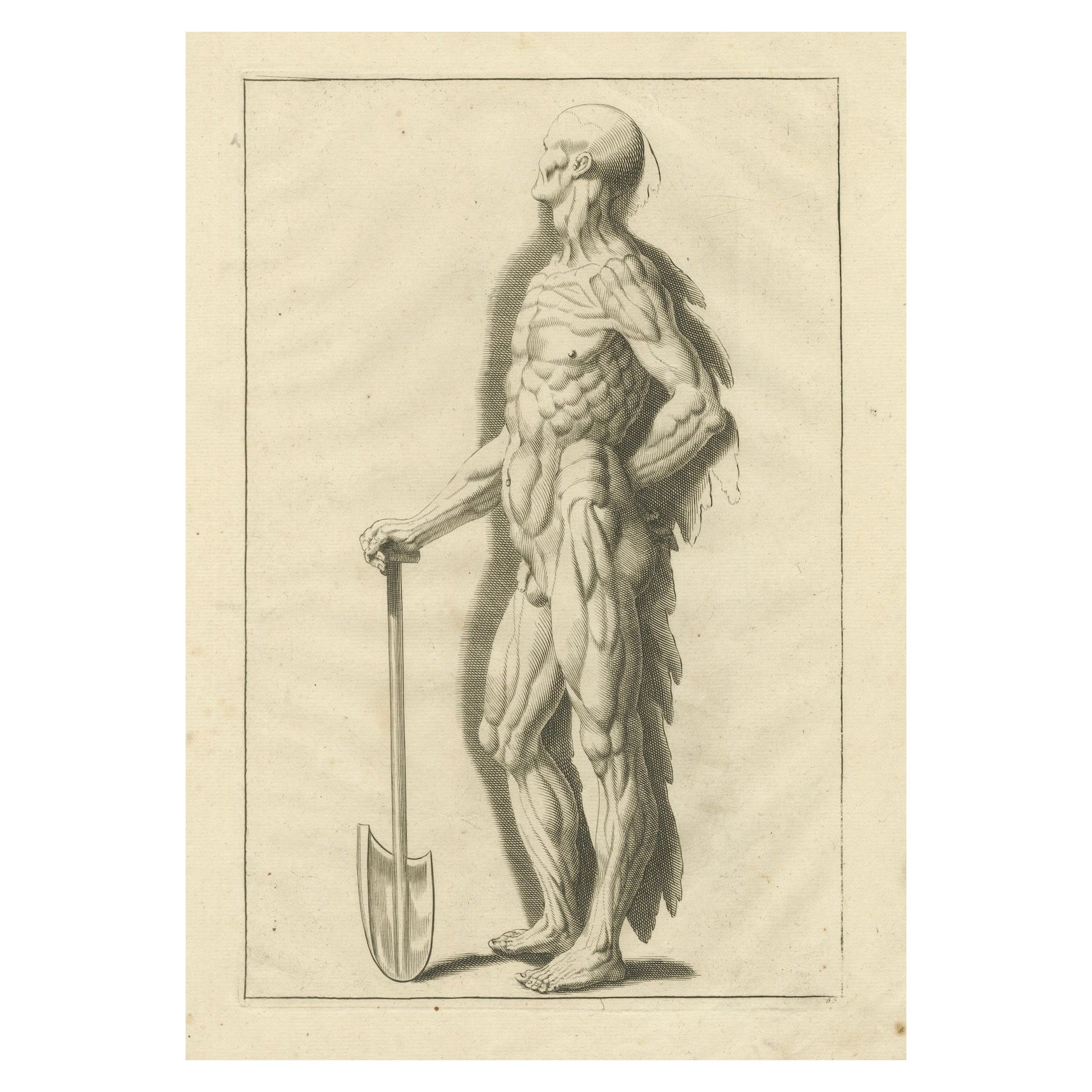 Anatomical Muscle Figure with Shovel Academic Engraving German, ca.1745