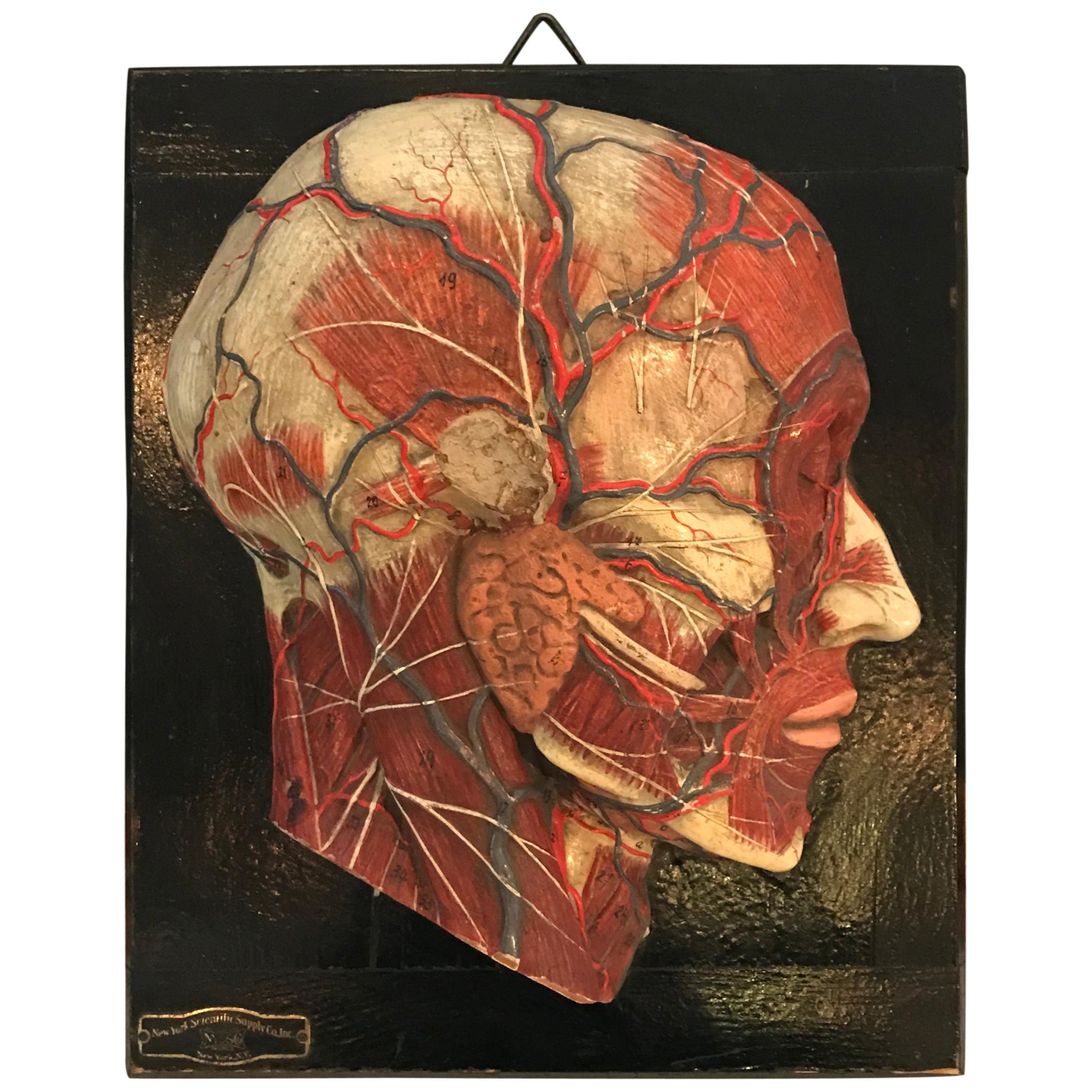 Anatomical Plaque by New York Scientific Supply Co. For Sale