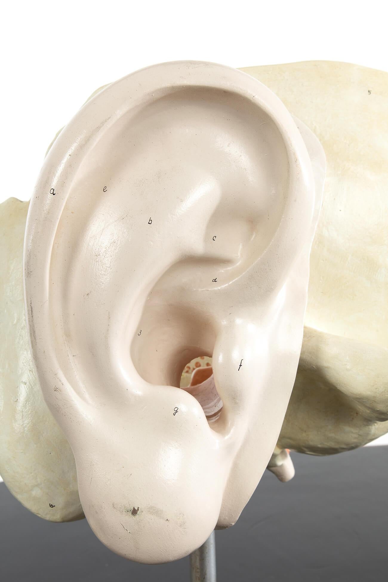 Mid-20th Century Anatomical Plaster Model of a Human Ear For Sale