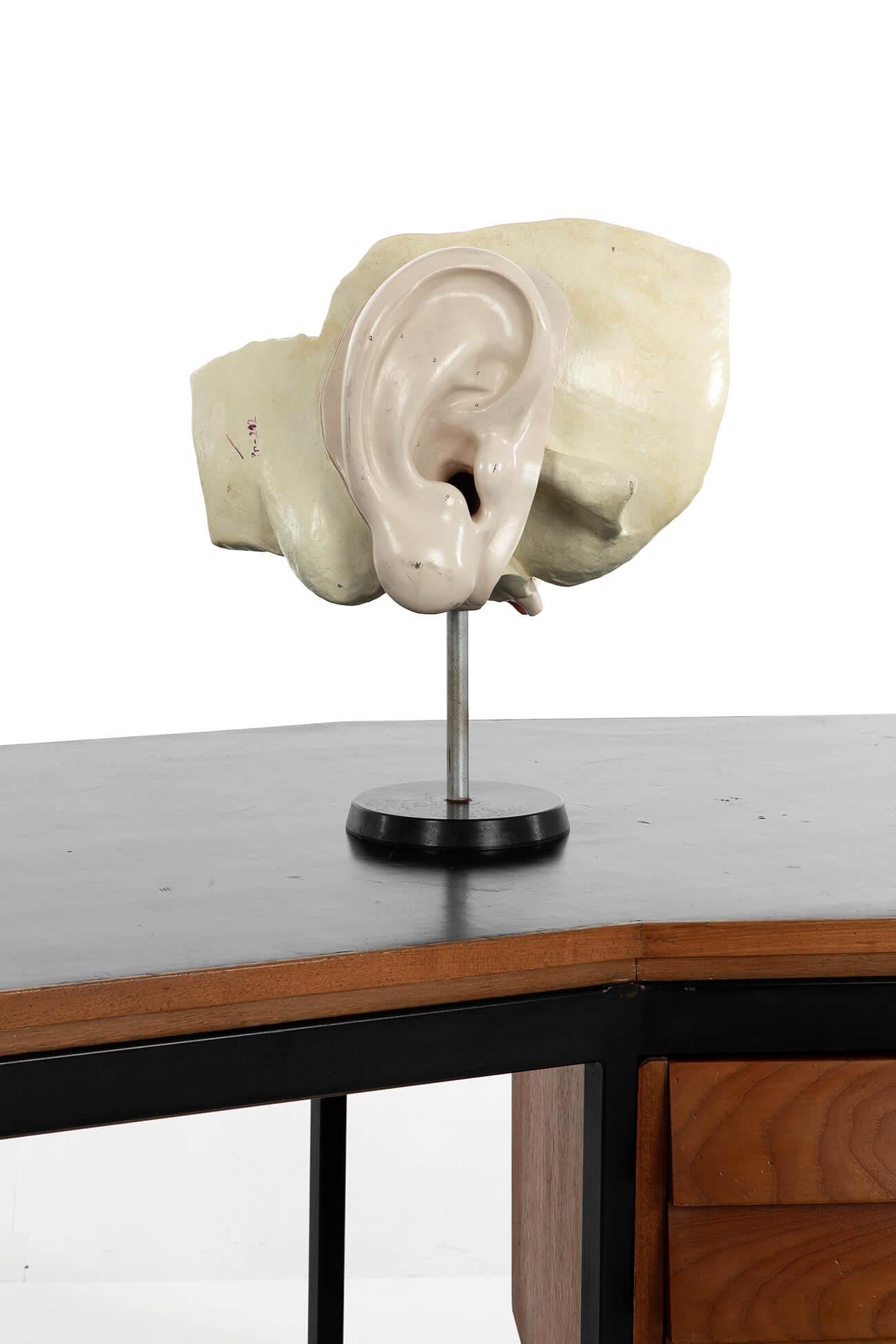 Un rare modèle en plâtre de l'oreille humaine posé sur un support en bois.

Le modèle est fabriqué par le célèbre fabricant allemand SOMSO.

Ce modèle particulier est rare car il montre de manière incroyablement détaillée le tympan amovible, le