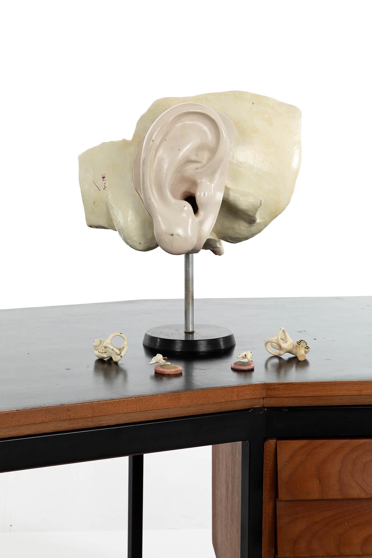 Mid-Century Modern Modèle anatomique d'une oreille humaine en plâtre en vente