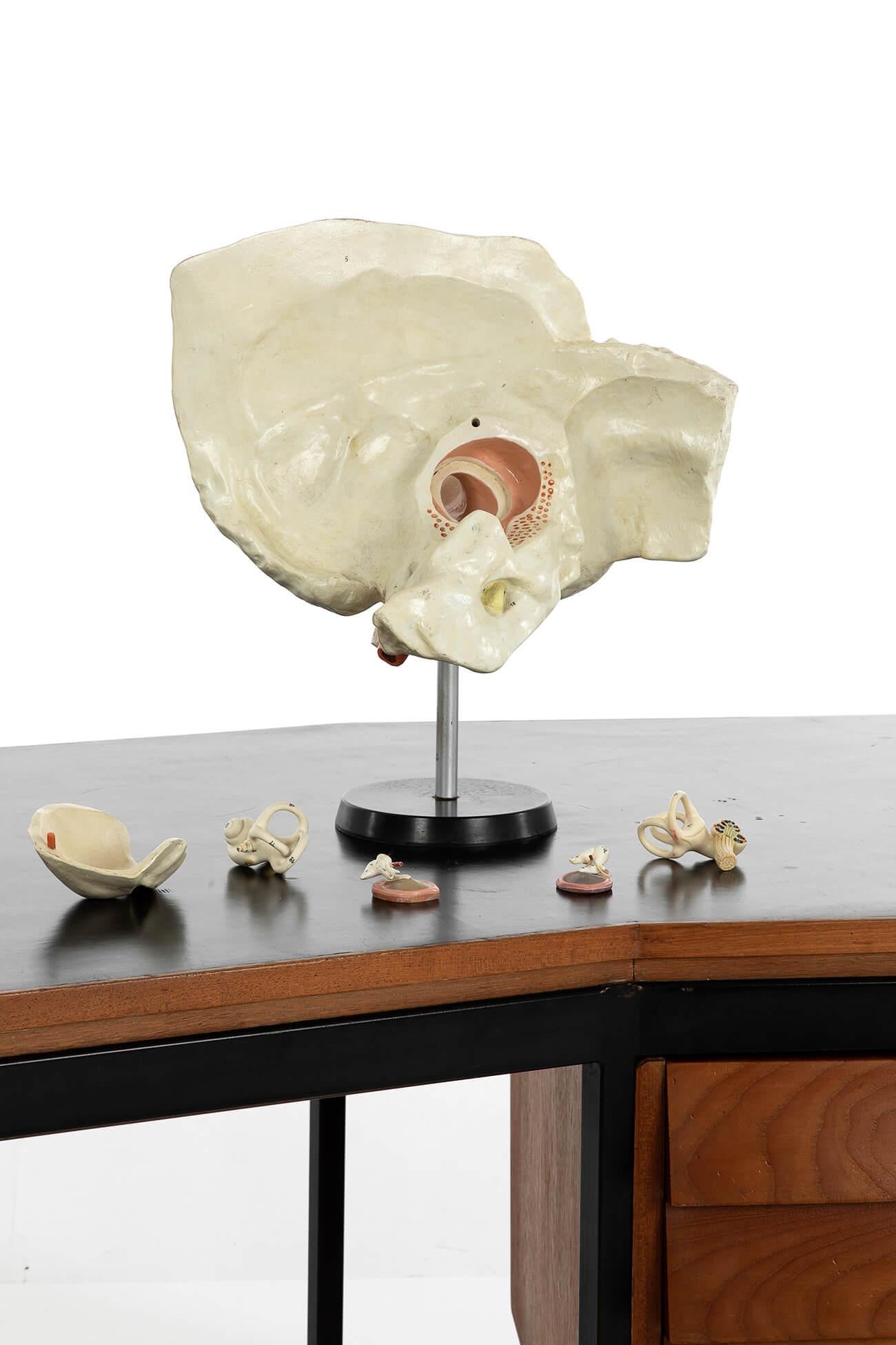 Allemand Modèle anatomique d'une oreille humaine en plâtre en vente