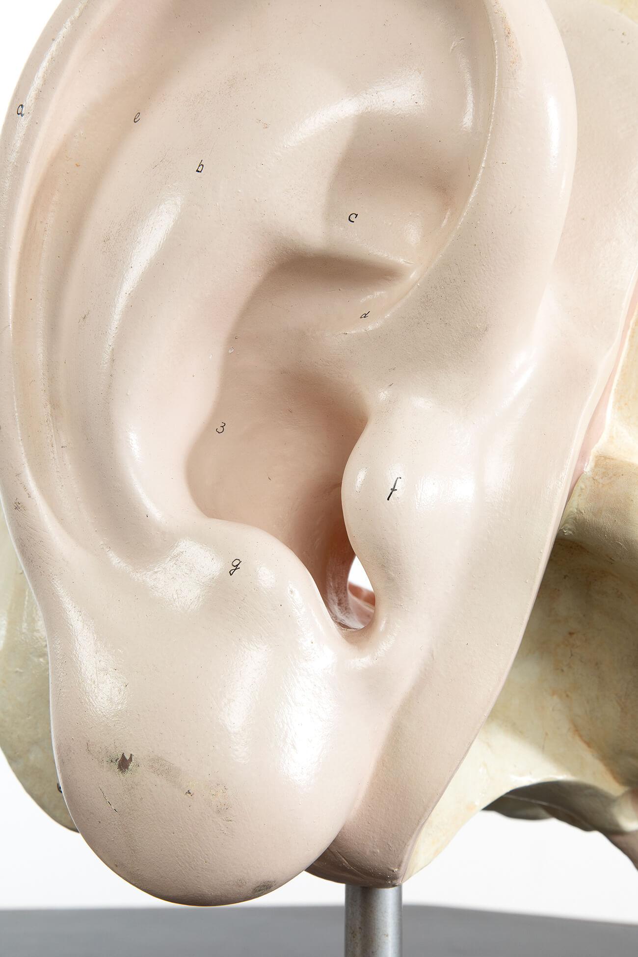 Fait main Modèle anatomique d'une oreille humaine en plâtre en vente