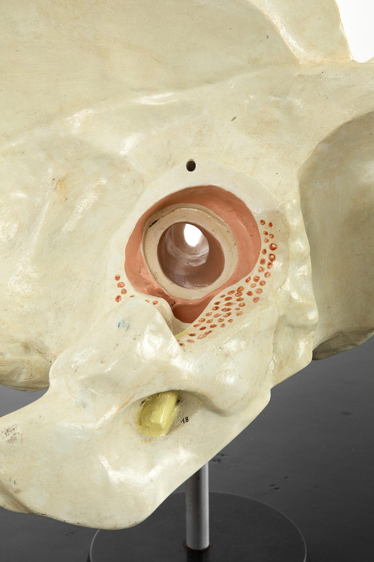 Modèle anatomique d'une oreille humaine en plâtre État moyen - En vente à Faversham, GB