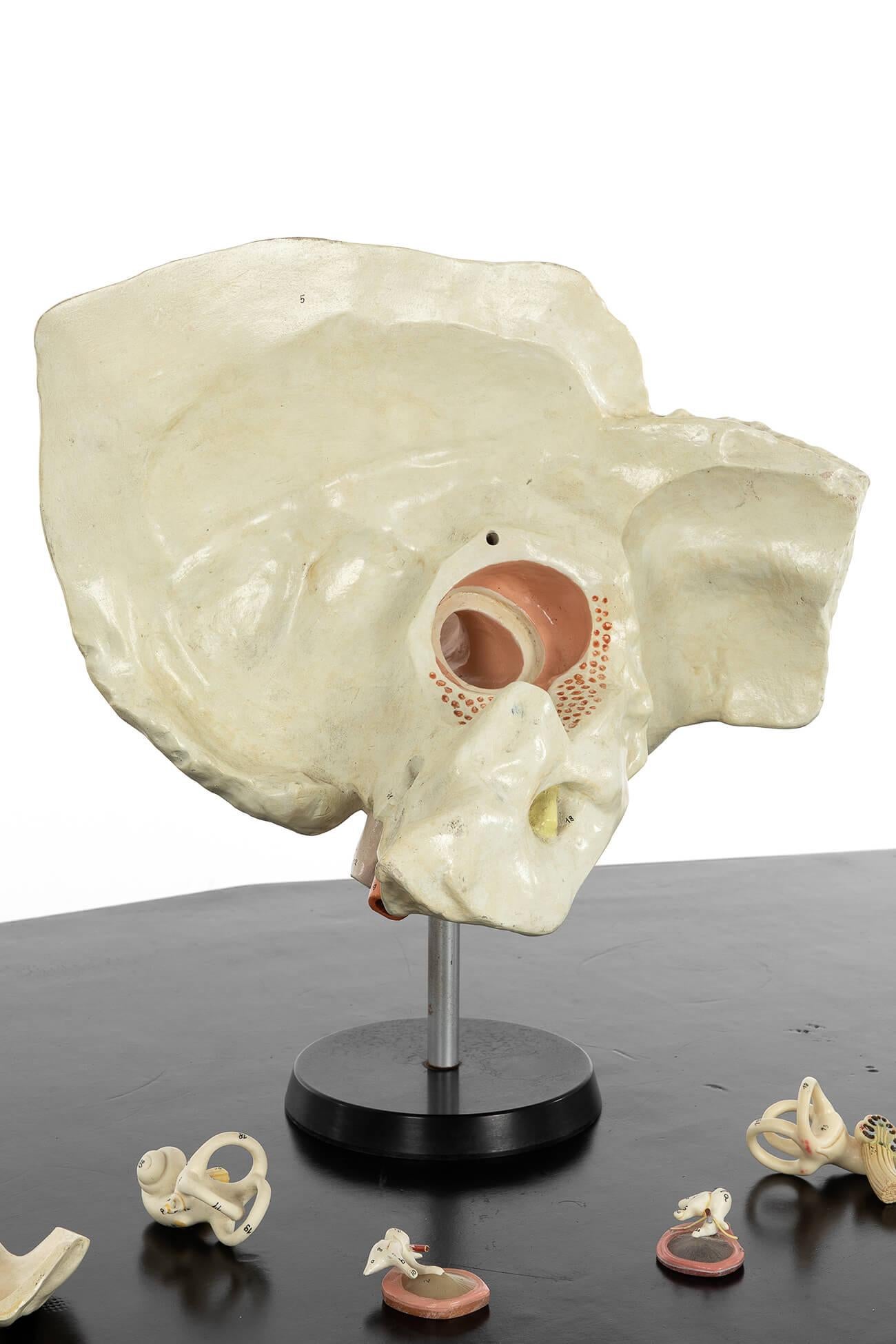 Milieu du XXe siècle Modèle anatomique d'une oreille humaine en plâtre en vente