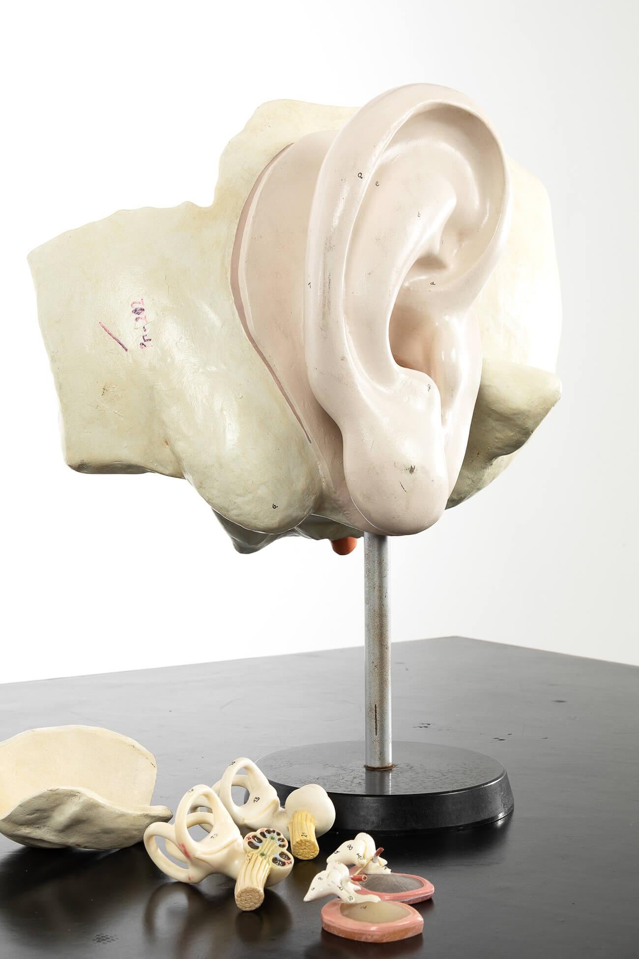 Anatomical Plaster Model of a Human Ear In Fair Condition For Sale In Faversham, GB