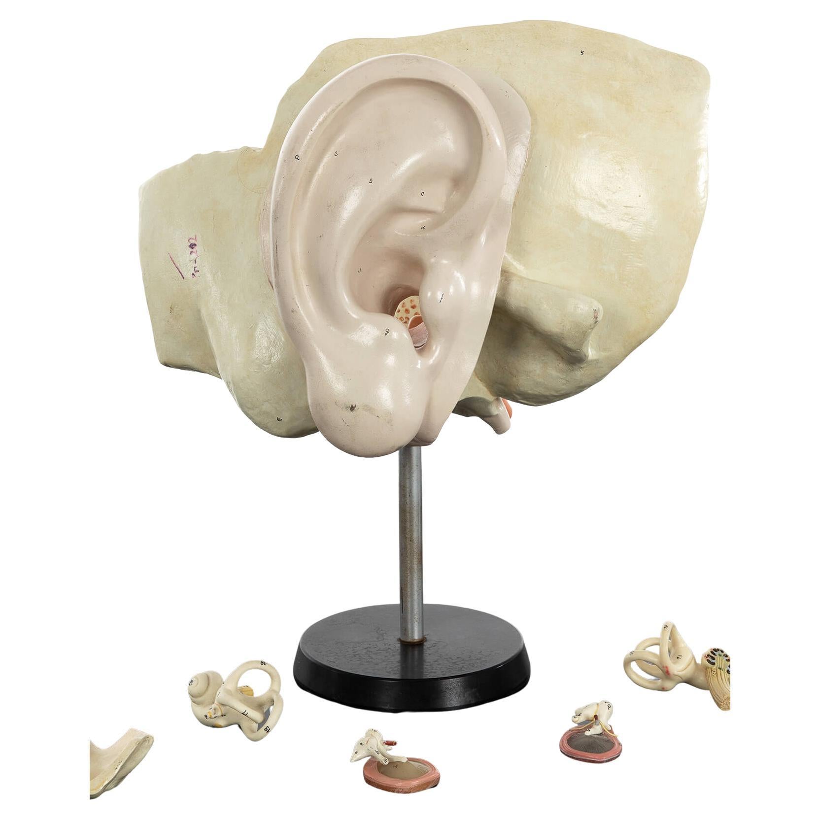 Anatomical Plaster Model of a Human Ear For Sale