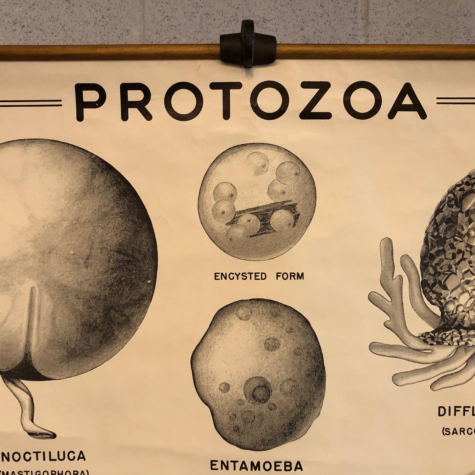 Industriale Grafico anatomico degli organismi protozoi di New York Scientific  Supply Co. in vendita