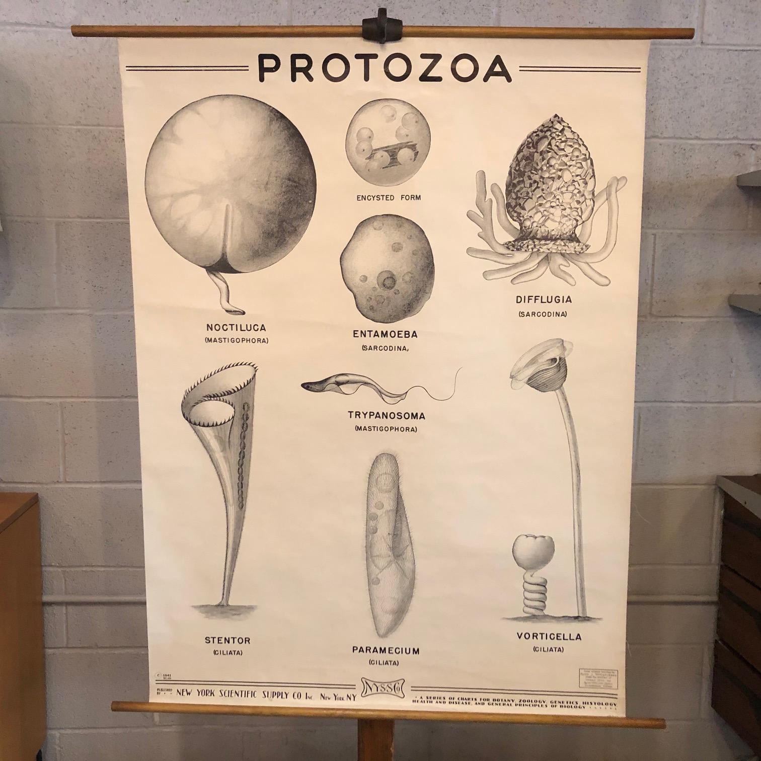 Pädagogische, anatomische, aufrollbare Karte von New York Scientific  Supply Co. ca. 1941 mit einer Darstellung von Organismen aus der Gruppe der Protozoen, gedruckt auf gestärktem Papier mit Leinwandunterlage auf Ahornstab mit Aufhängering.