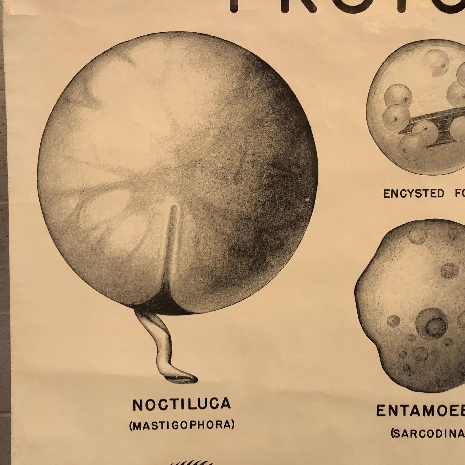 Anatomische Protozoa- Organismen-Karte der New Yorker Wissenschaft  Versorgung Co. (amerikanisch) im Angebot