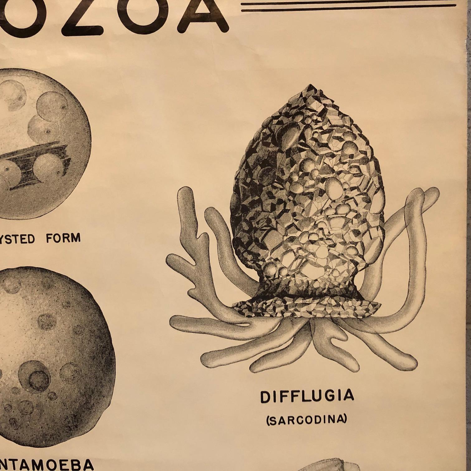 Grafico anatomico degli organismi protozoi di New York Scientific  Supply Co. In condizioni buone in vendita a Brooklyn, NY
