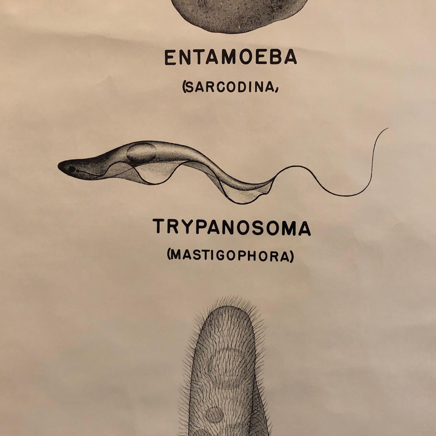 Anatomische Protozoa- Organismen-Karte der New Yorker Wissenschaft  Versorgung Co. (20. Jahrhundert) im Angebot