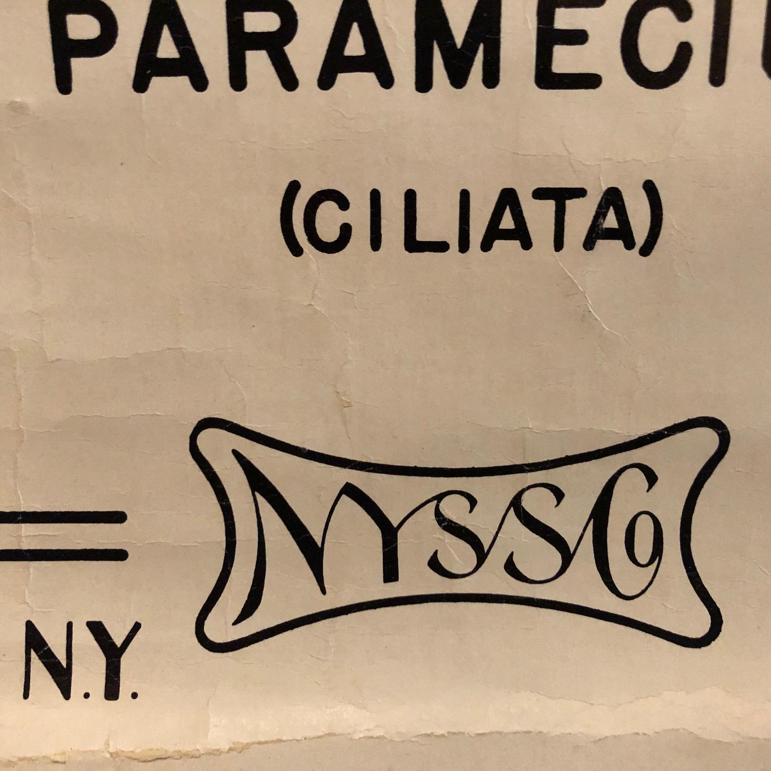 Grafico anatomico degli organismi protozoi di New York Scientific  Supply Co. in vendita 1
