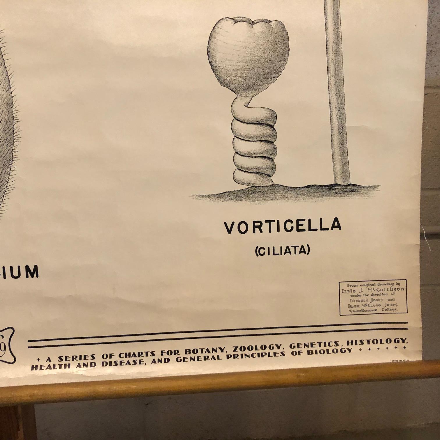 20th Century Anatomical Protozoa Organisms Chart by New York Scientific  Supply Co. For Sale