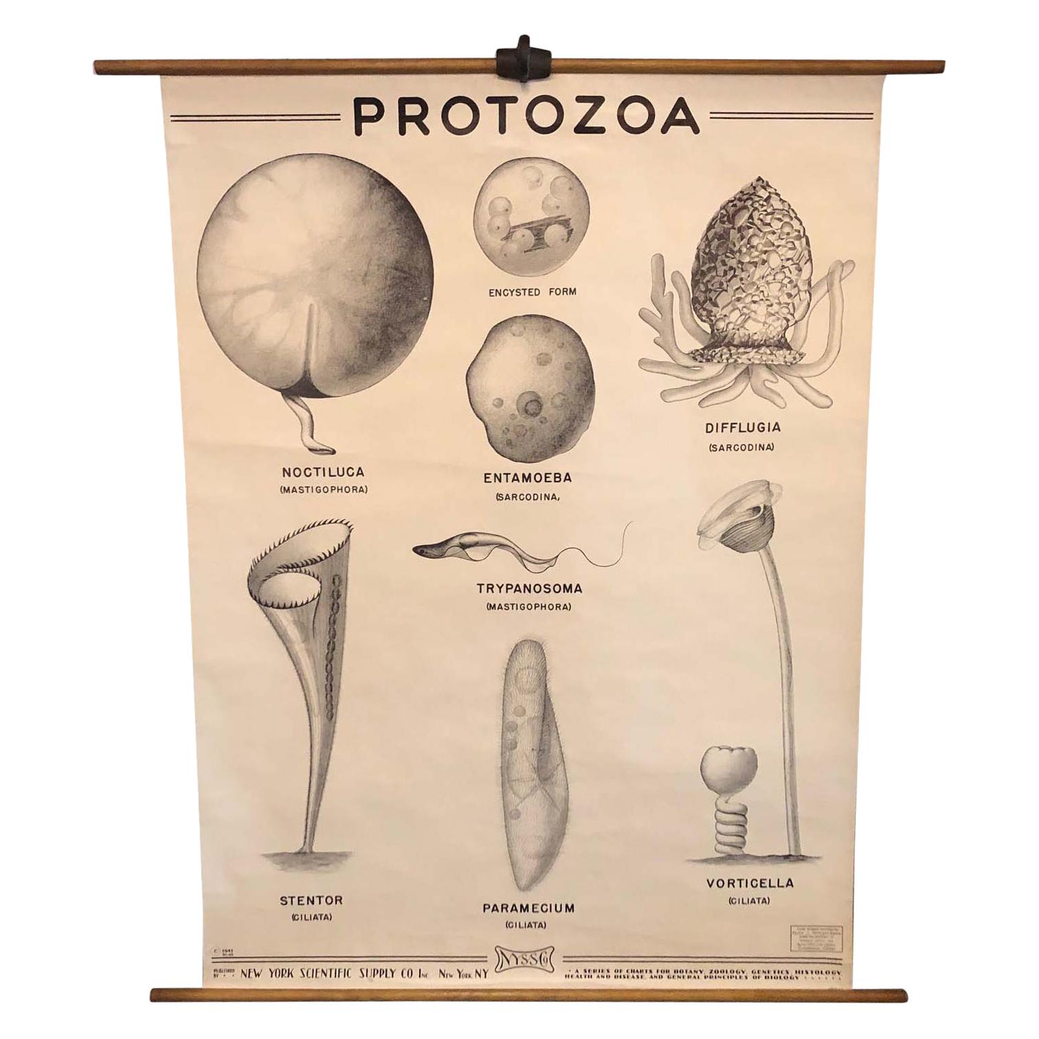 Anatomical Protozoa Organisms Chart by New York Scientific  Supply Co. For Sale