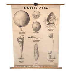 Vintage Anatomical Protozoa Organisms Chart by New York Scientific  Supply Co.
