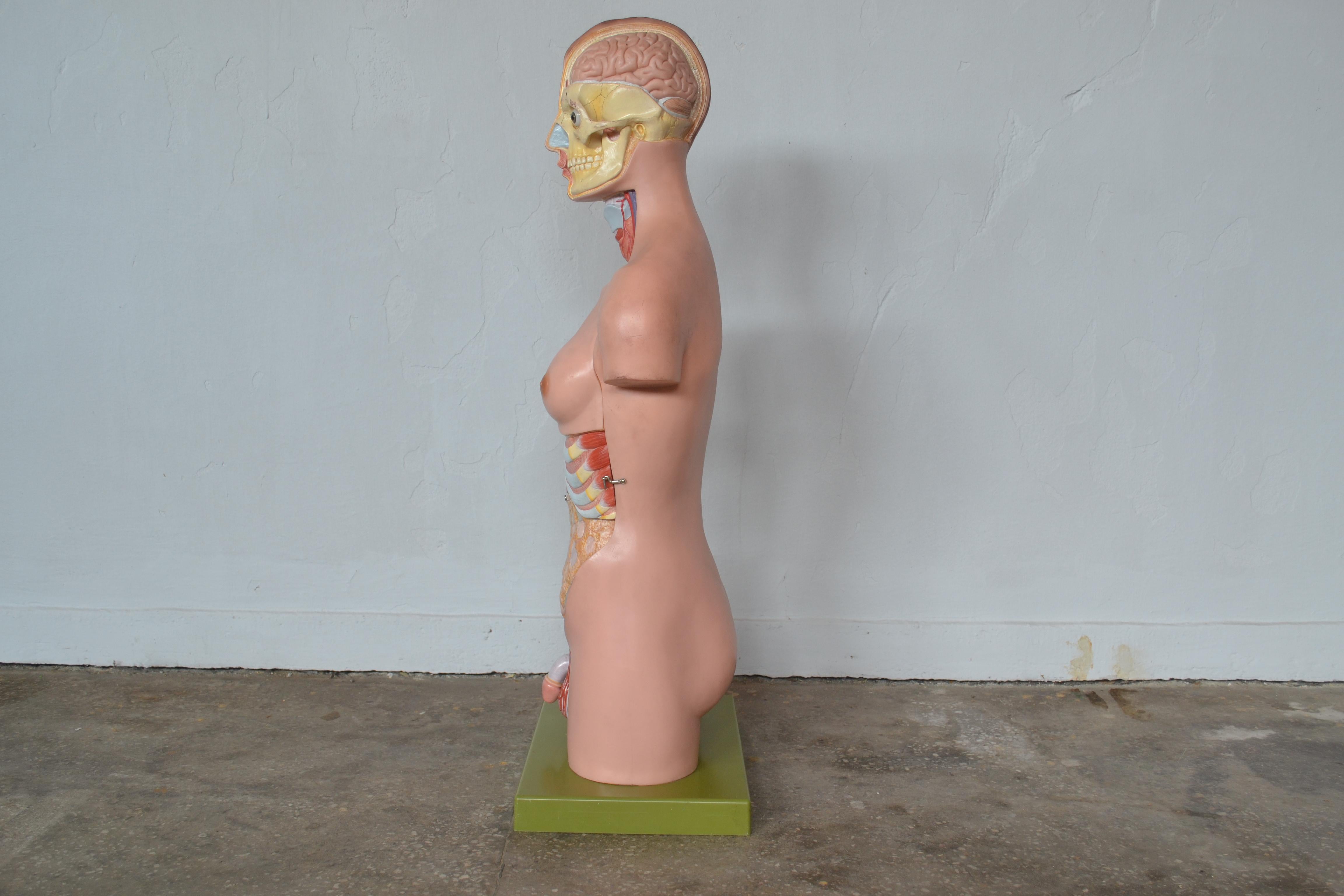 This anatomical sculpture was designed by Marcus Sommer in the 1960s. It was hand-painted and is signed by the maker.