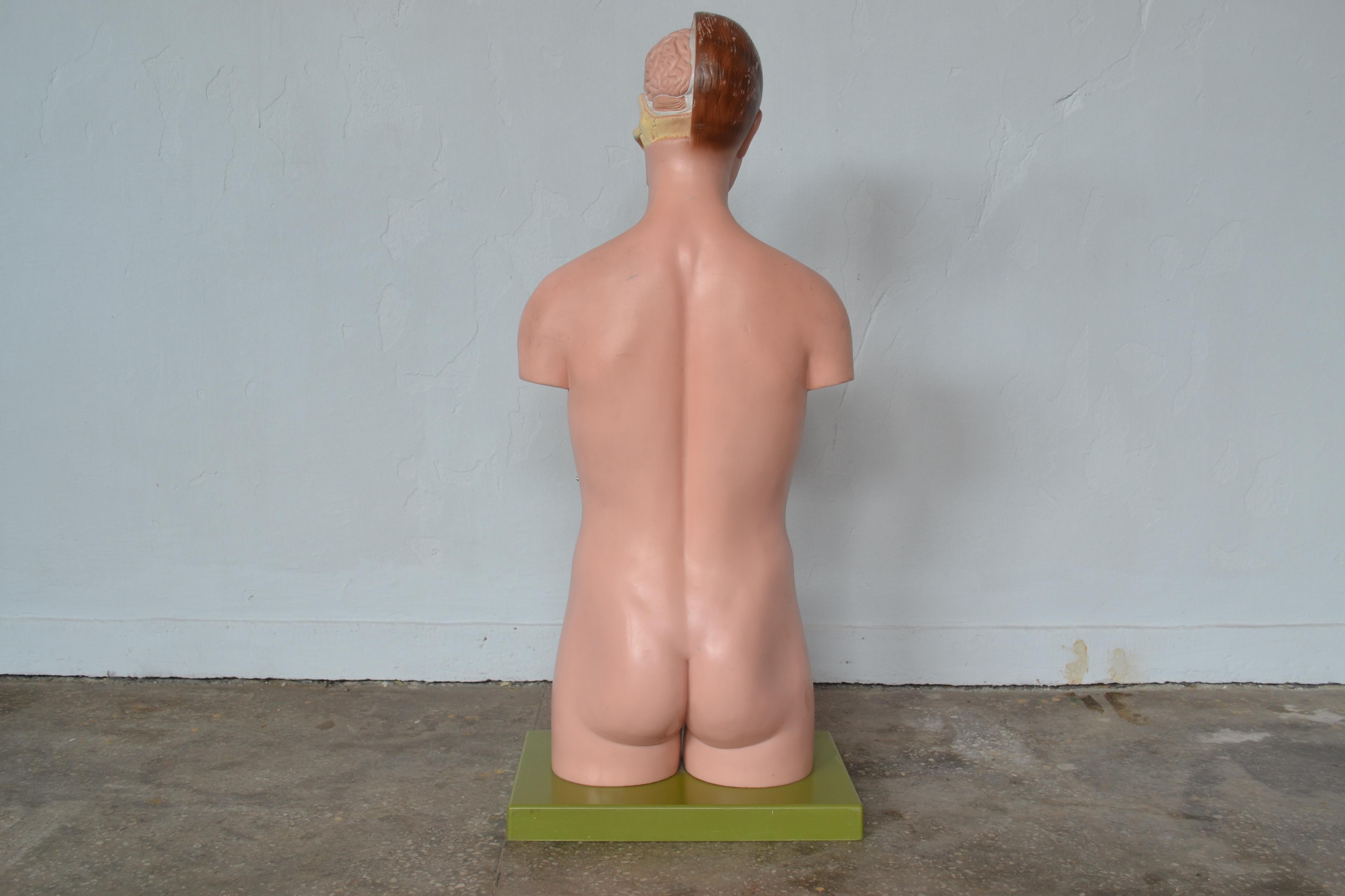 Mid-Century Modern Anatomical Sculpture by Marcus Sommer for Somso, 1960s For Sale