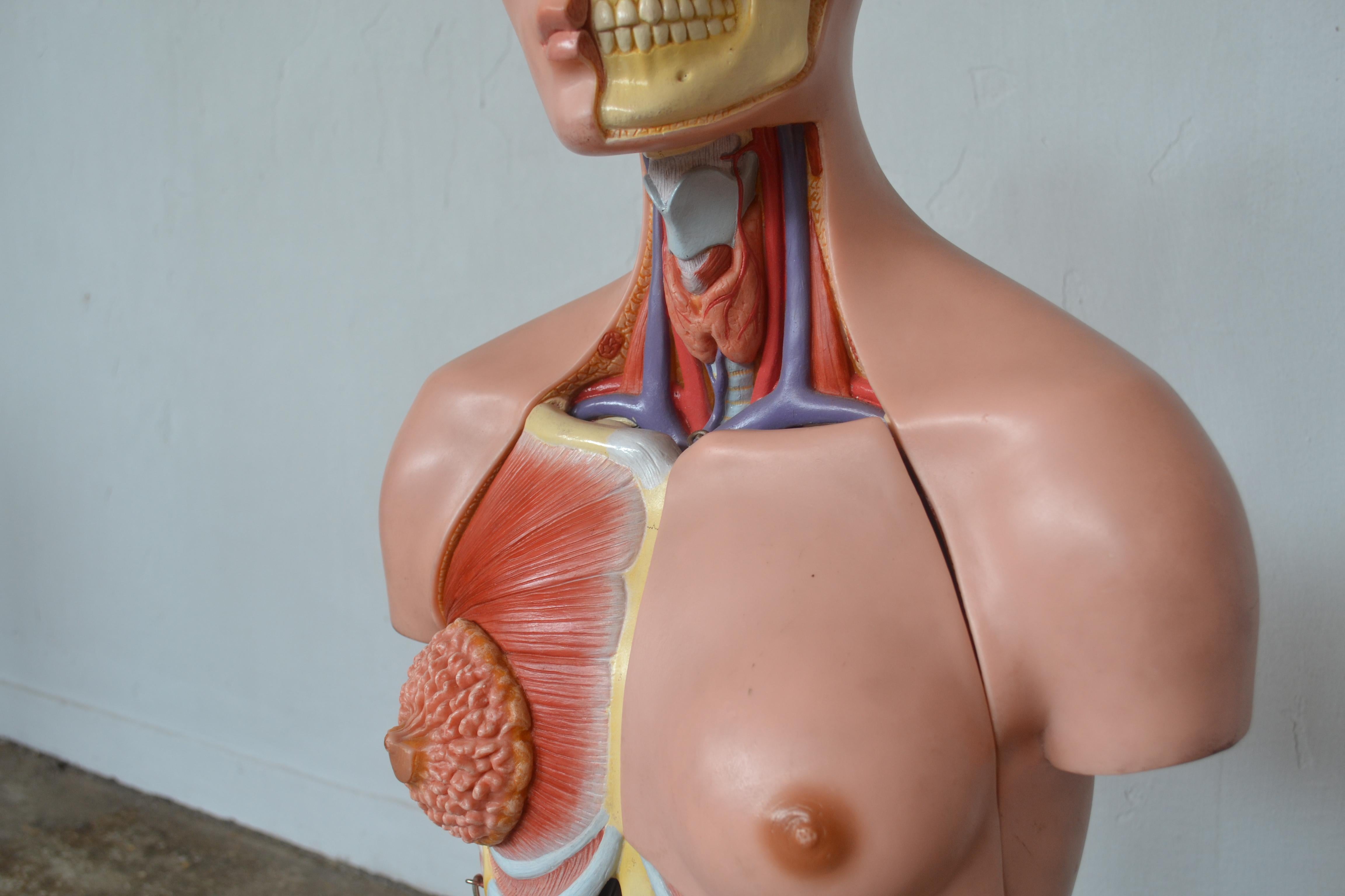 Anatomical Sculpture by Marcus Sommer for Somso, 1960s In Excellent Condition For Sale In Mazowieckie, PL