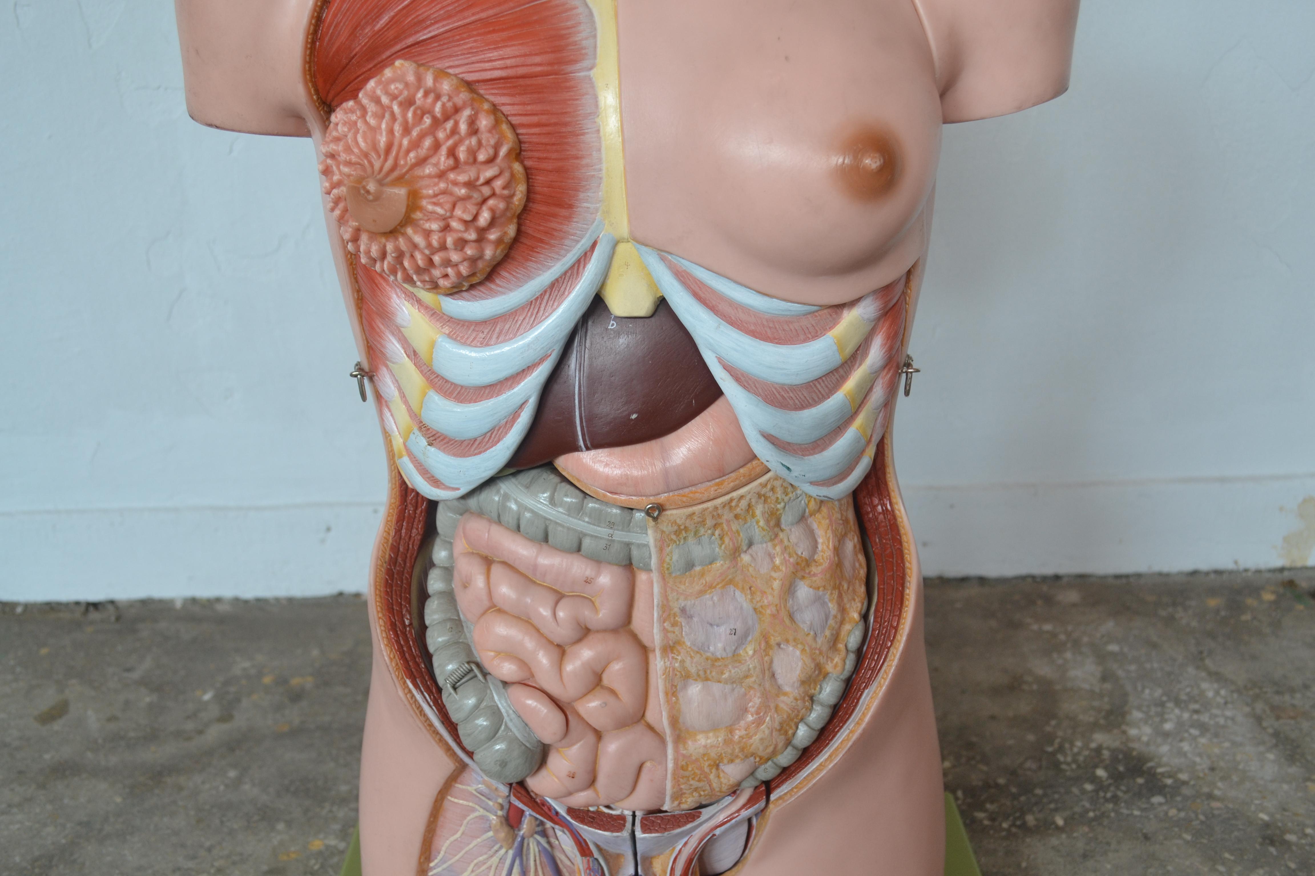 Mid-20th Century Anatomical Sculpture by Marcus Sommer for Somso, 1960s For Sale