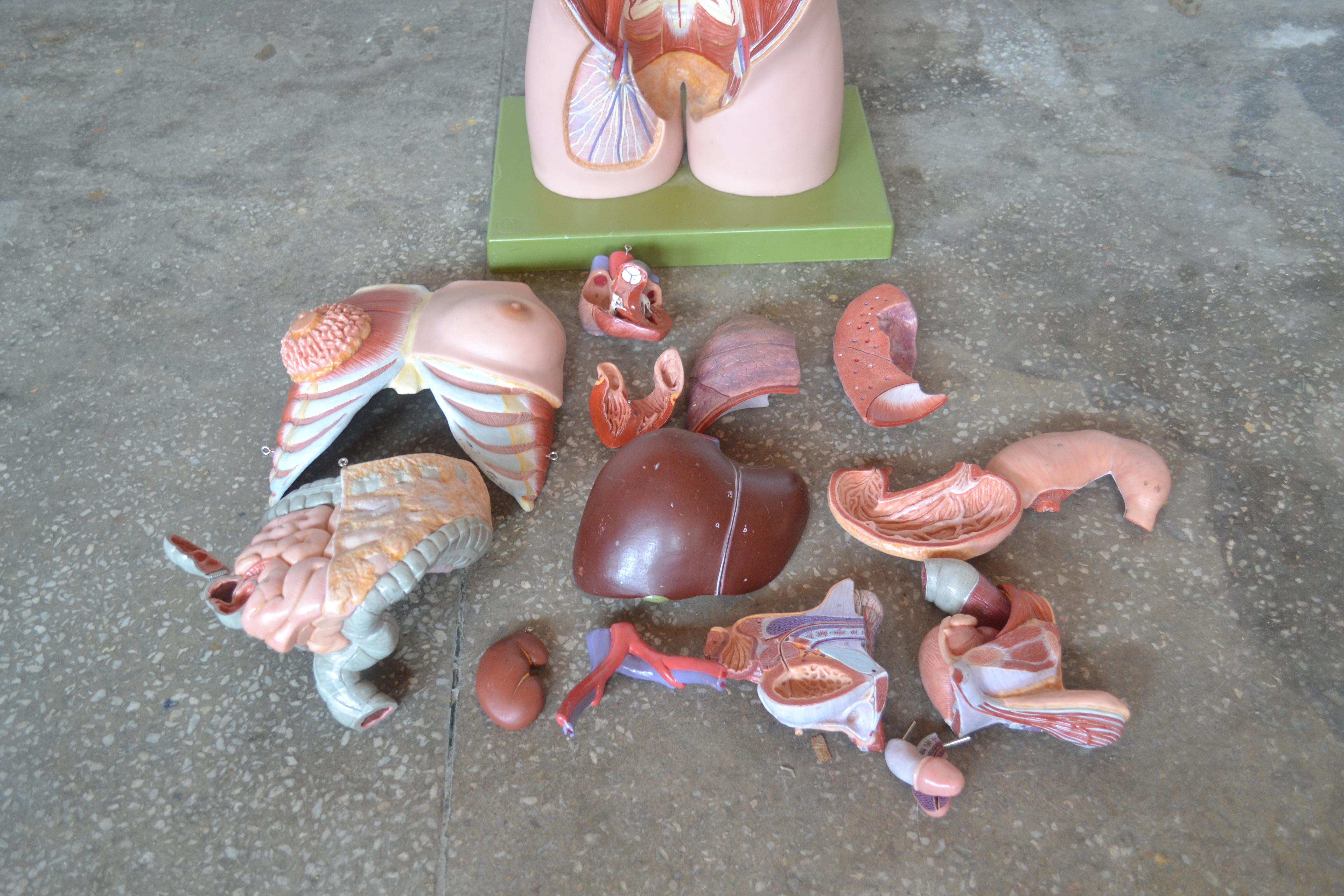 Synthetic Anatomical Sculpture by Marcus Sommer for Somso, 1960s For Sale