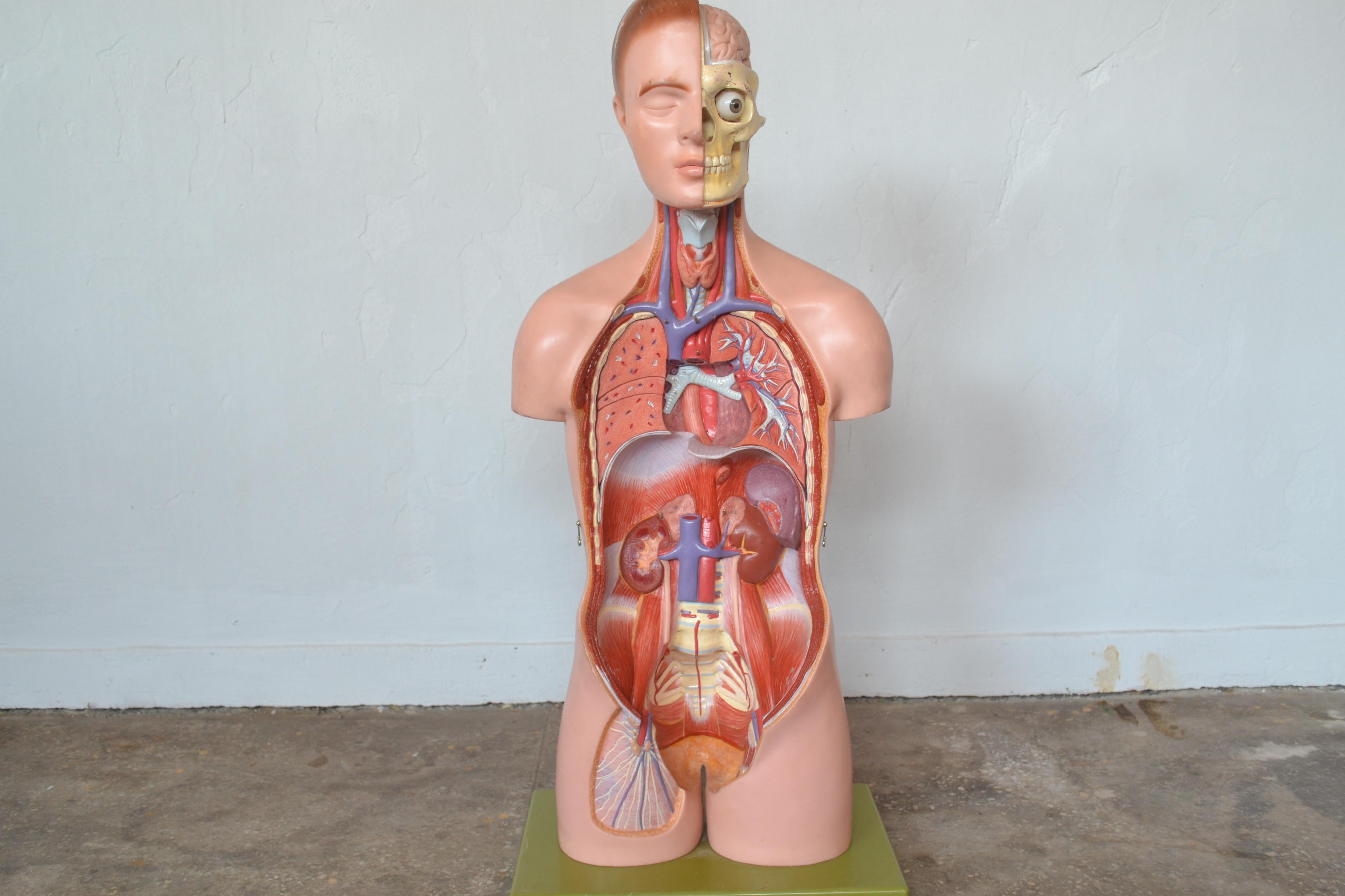 Anatomical Sculpture by Marcus Sommer for Somso, 1960s For Sale 1