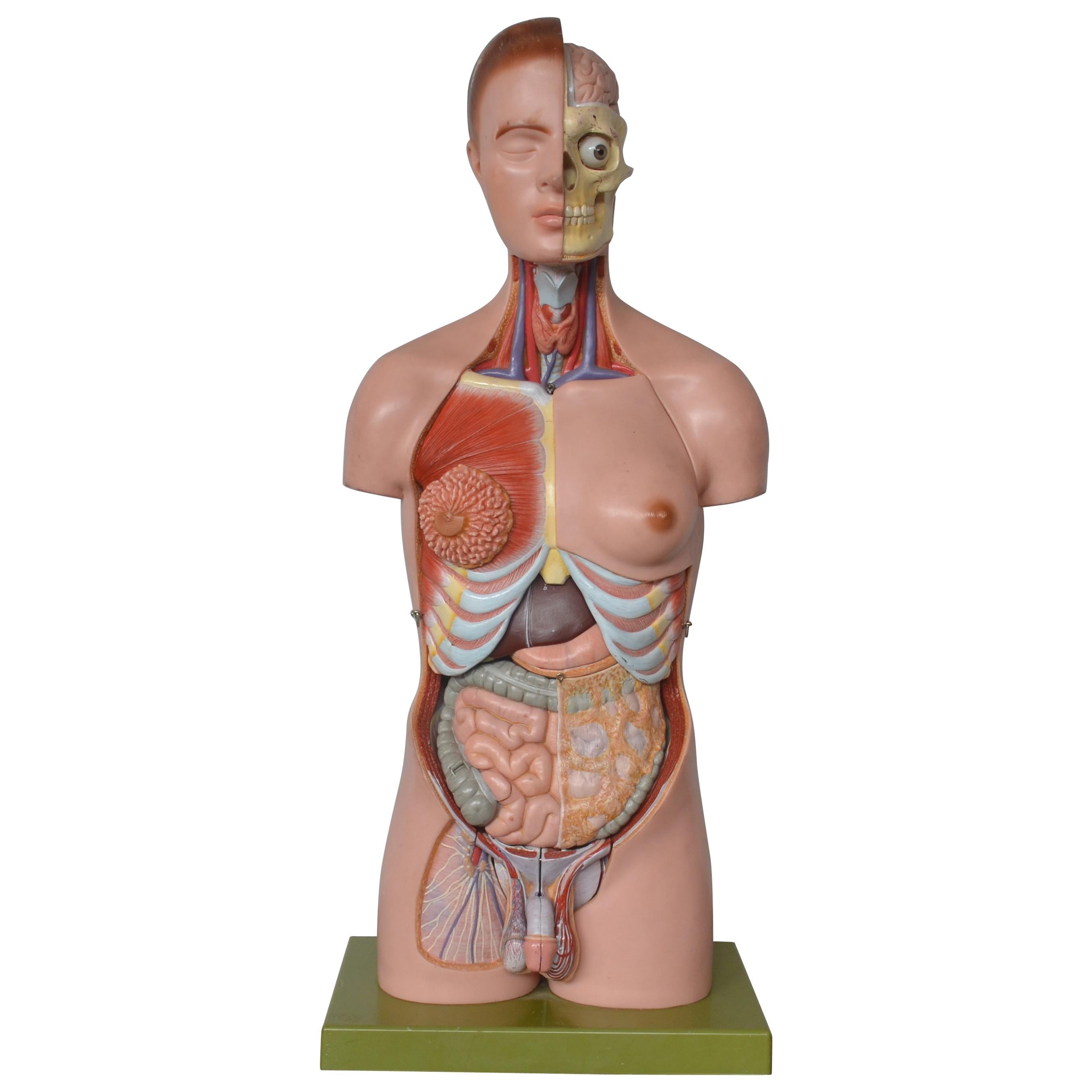Anatomical Sculpture by Marcus Sommer for Somso, 1960s For Sale