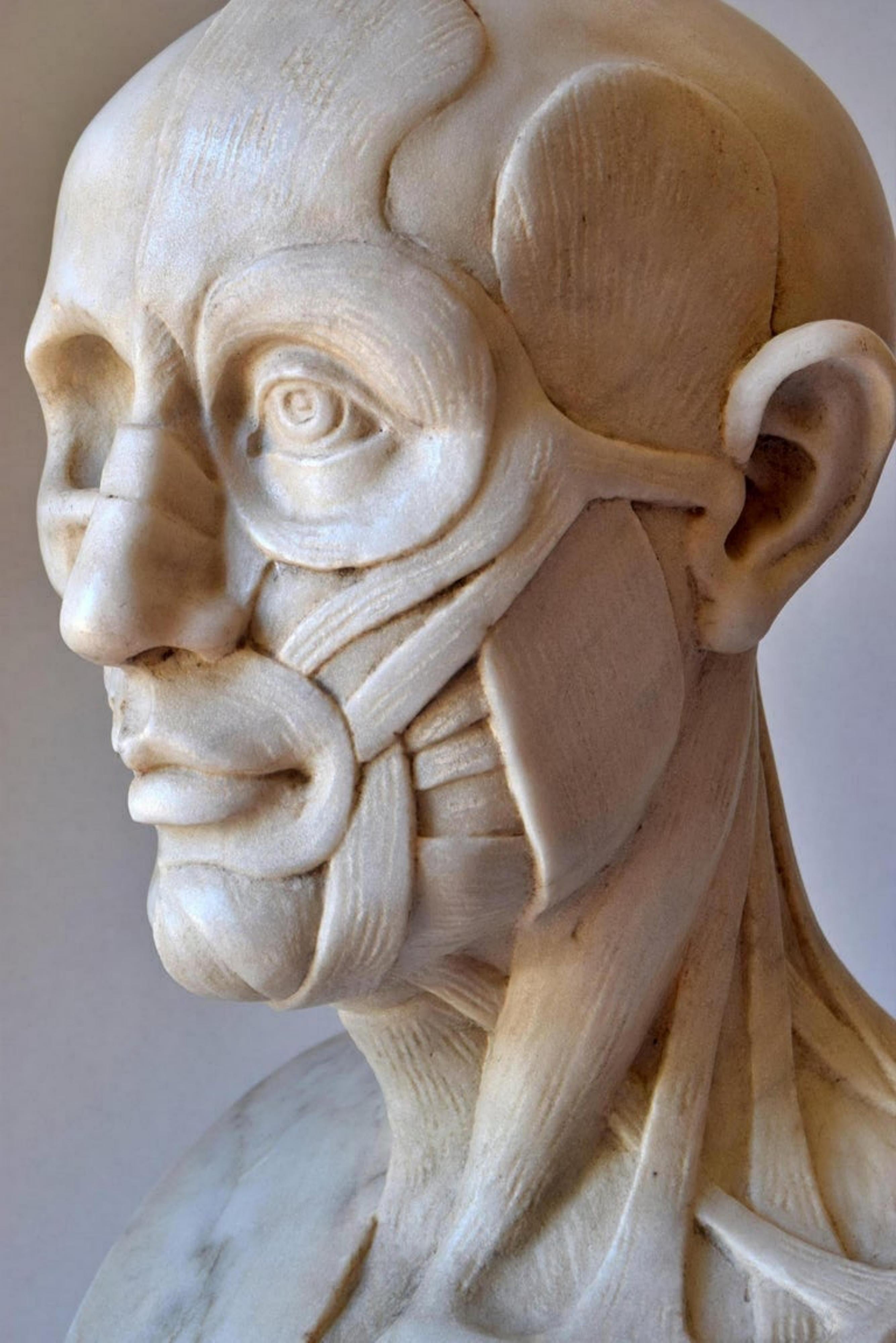 Scultura anatomica in marmo bianco di Carrara dell'inizio del XX secolo.
Scultura in marmo bianco di Carrara che rappresenta un busto umano la cui metà è scheletrica e l'altra metà è scorticata. Posizionato su una base incorniciata in travertino