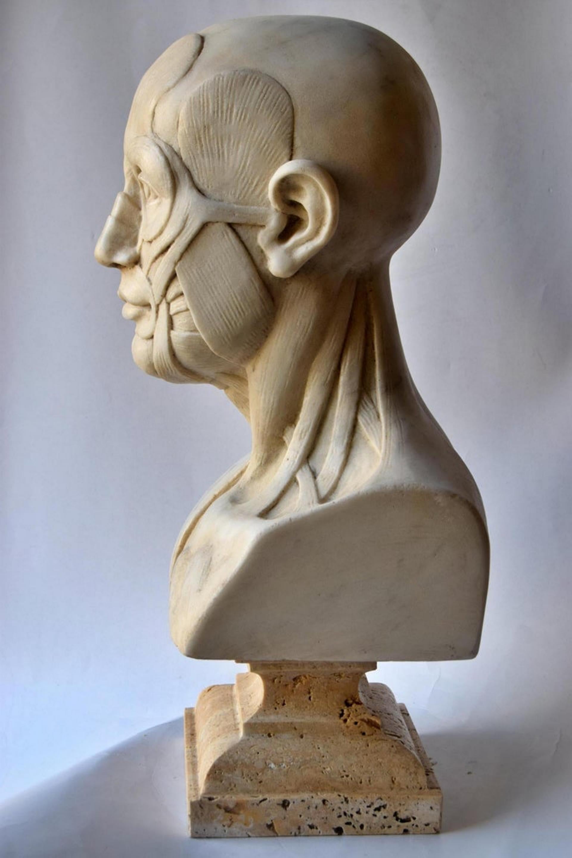 Hand-Crafted Anatomical Sculpture in White Carrara Marble, Early 20th Century For Sale