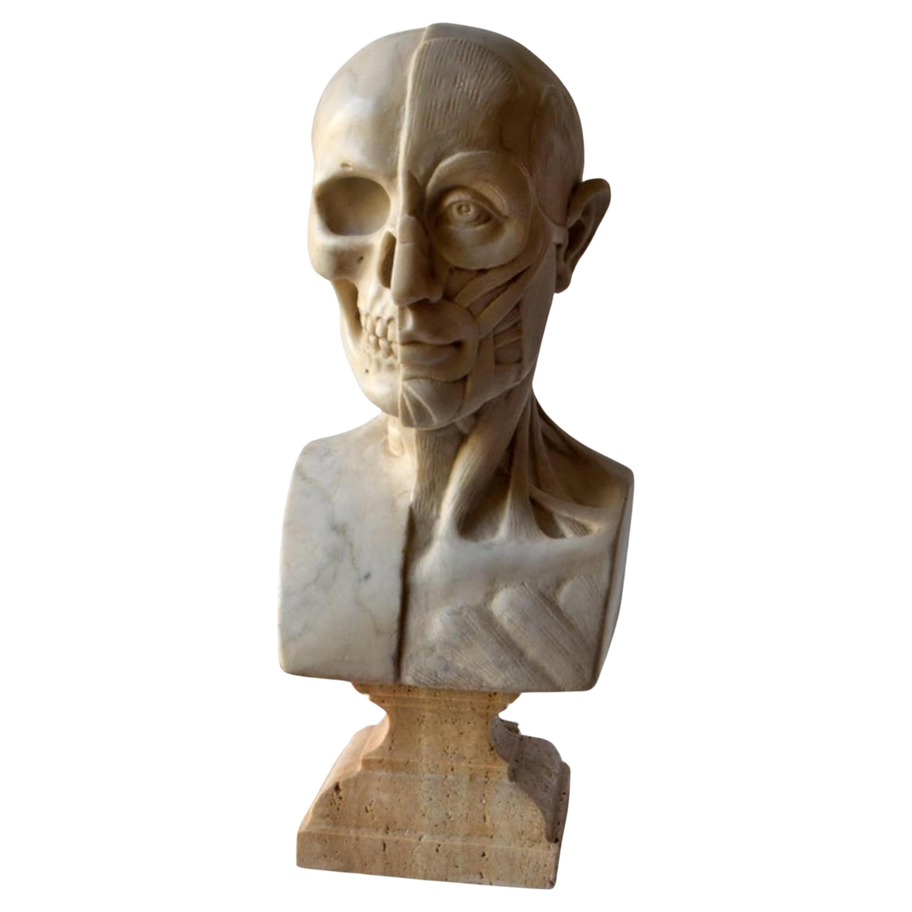 Anatomical Sculpture in White Carrara Marble, Early 20th Century For Sale