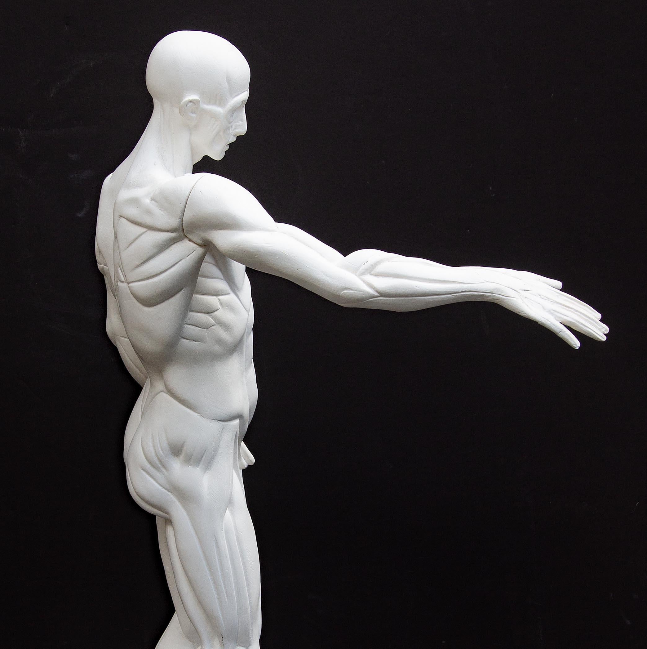 Anatomische Skulptur eines männlichen Aktes 