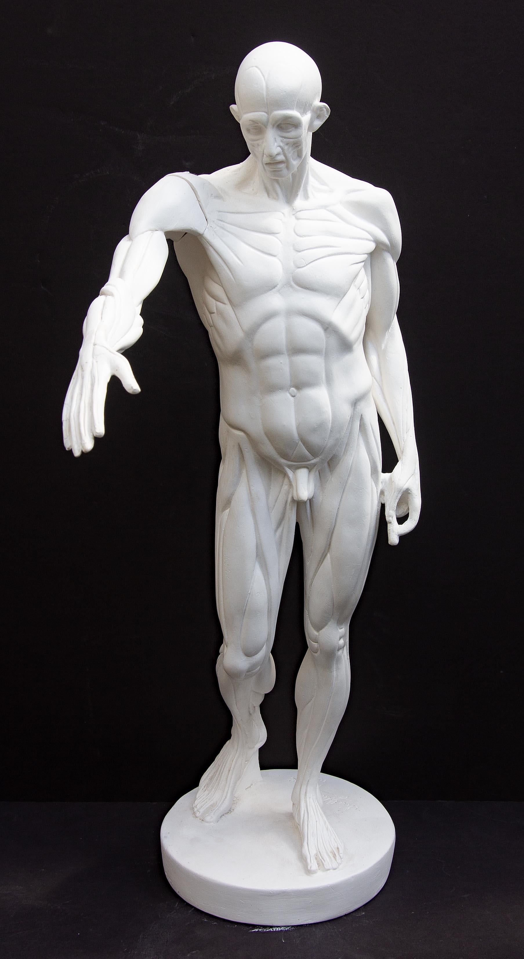 Eine anatomische Maquette von Houdons l'Écorche (gehäuteter Mann), nach dem Original, das 1767 während Houdons Studienzeit in Rom fertiggestellt wurde und die Grundlage für seine Skulptur des Saint John the Baptist bildet, die sich heute in der