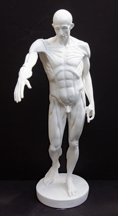 Anatomical Sculpture of Nude Male "L'Ecorche"   after Jean Antoine Houdon