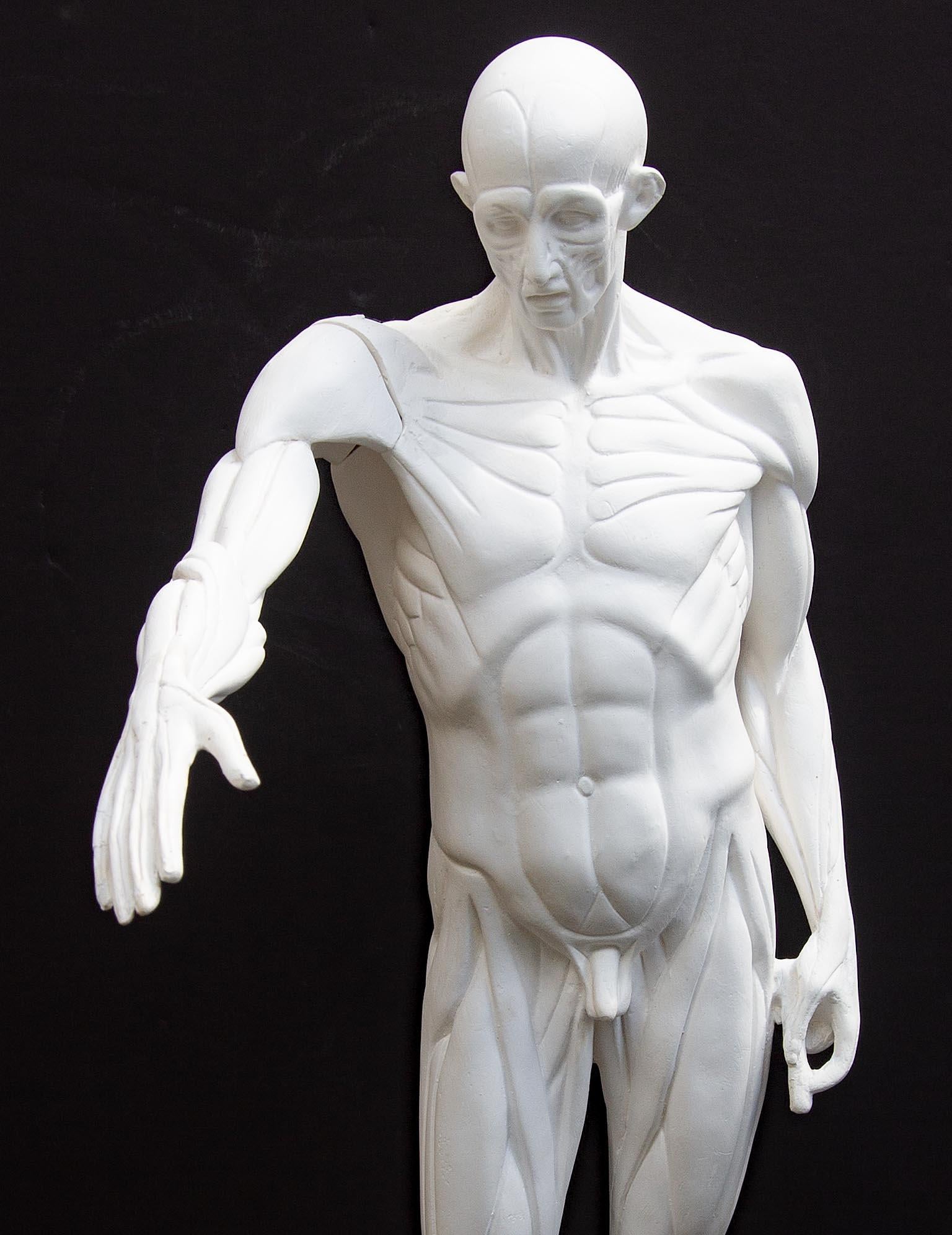 Anatomische Skulptur eines männlichen Aktes 