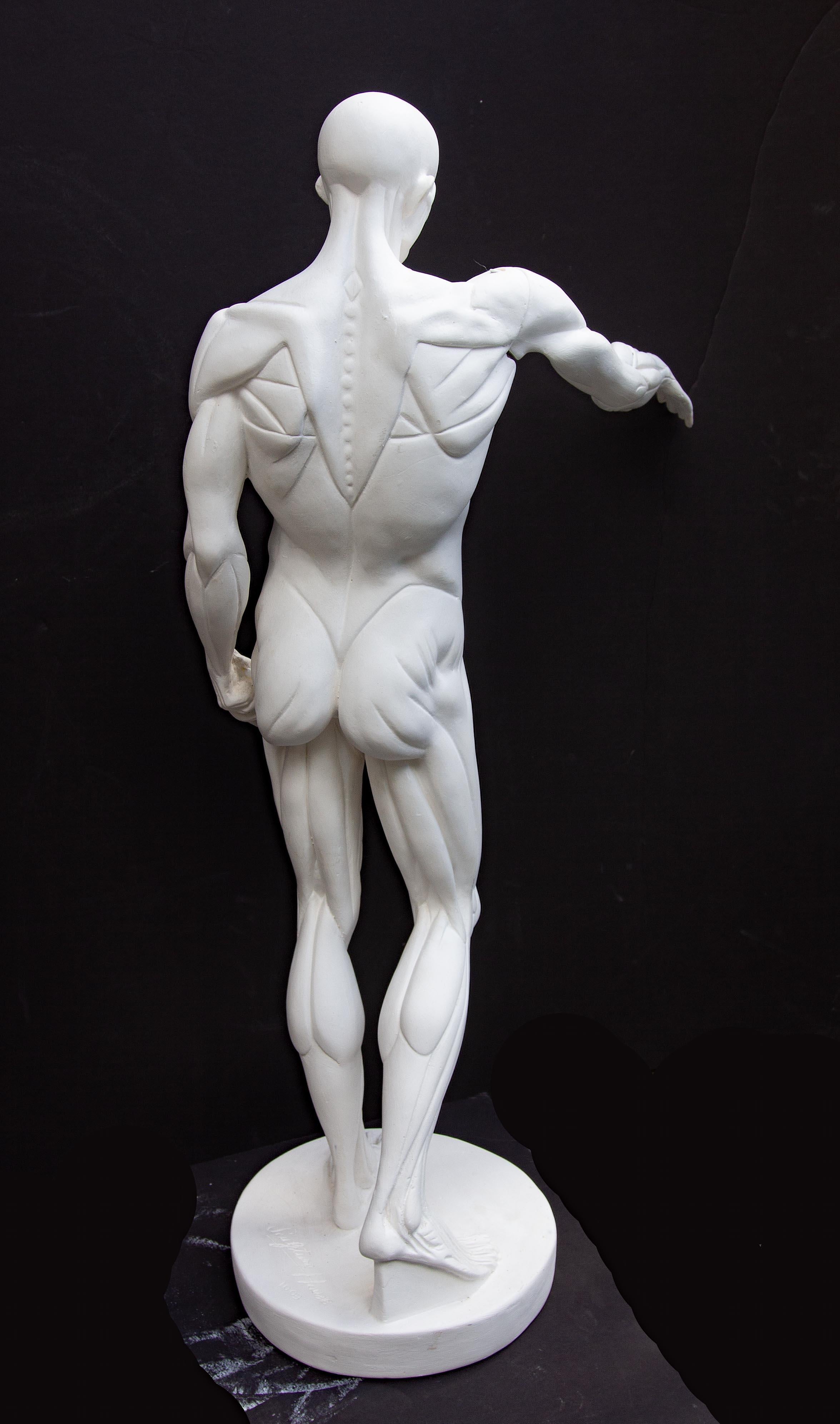 Anatomische Skulptur eines männlichen Aktes 