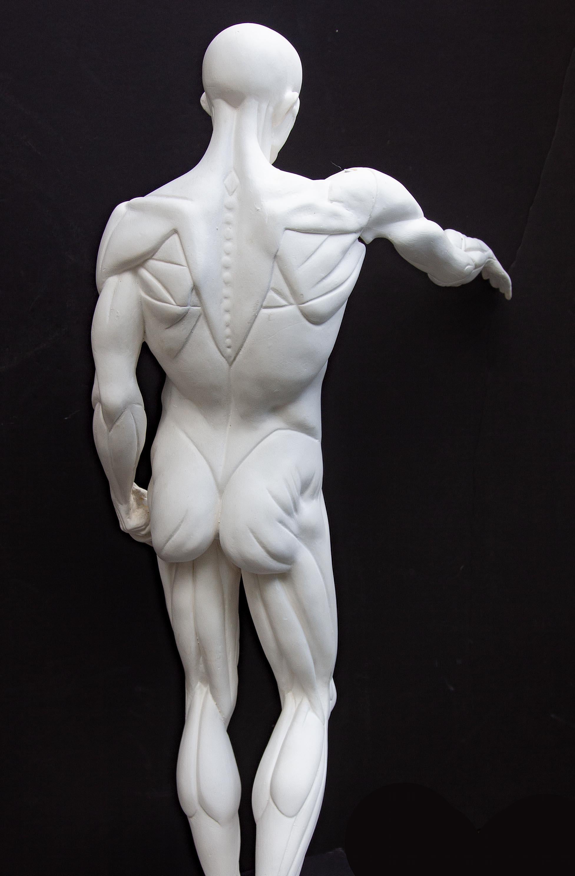Anatomische Skulptur eines männlichen Aktes 