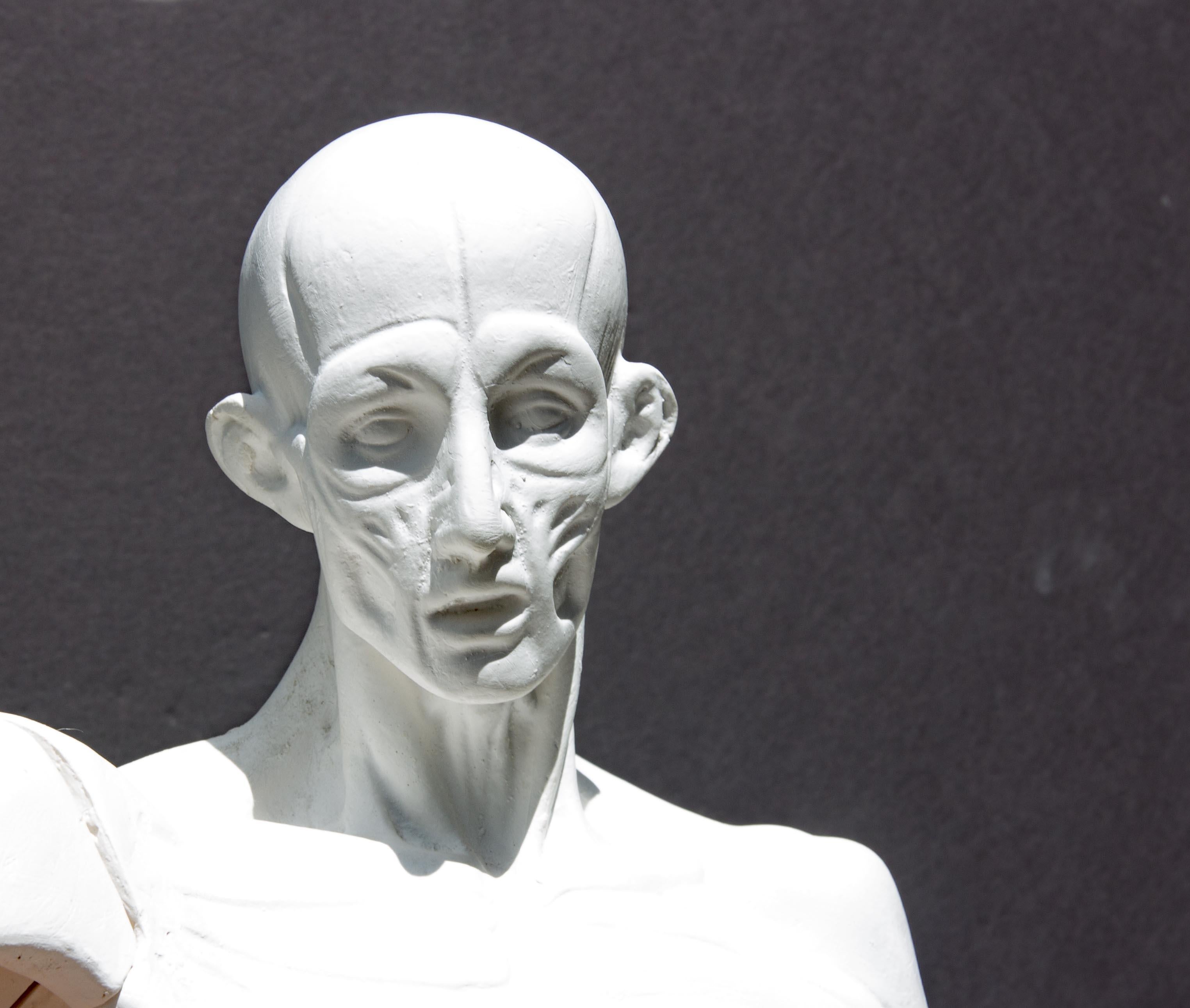 Anatomische Skulptur eines männlichen Aktes 