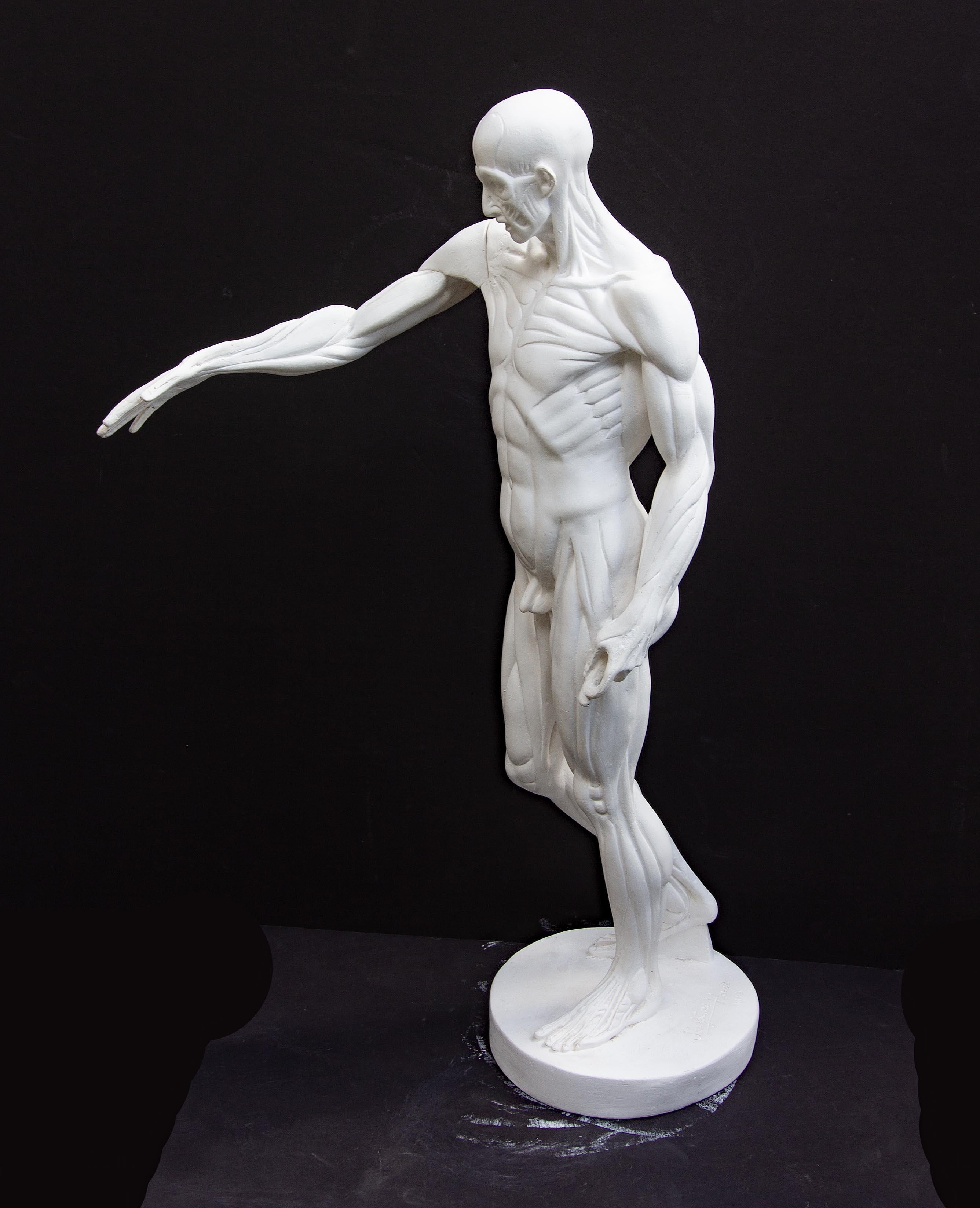 Anatomische Skulptur eines männlichen Aktes 