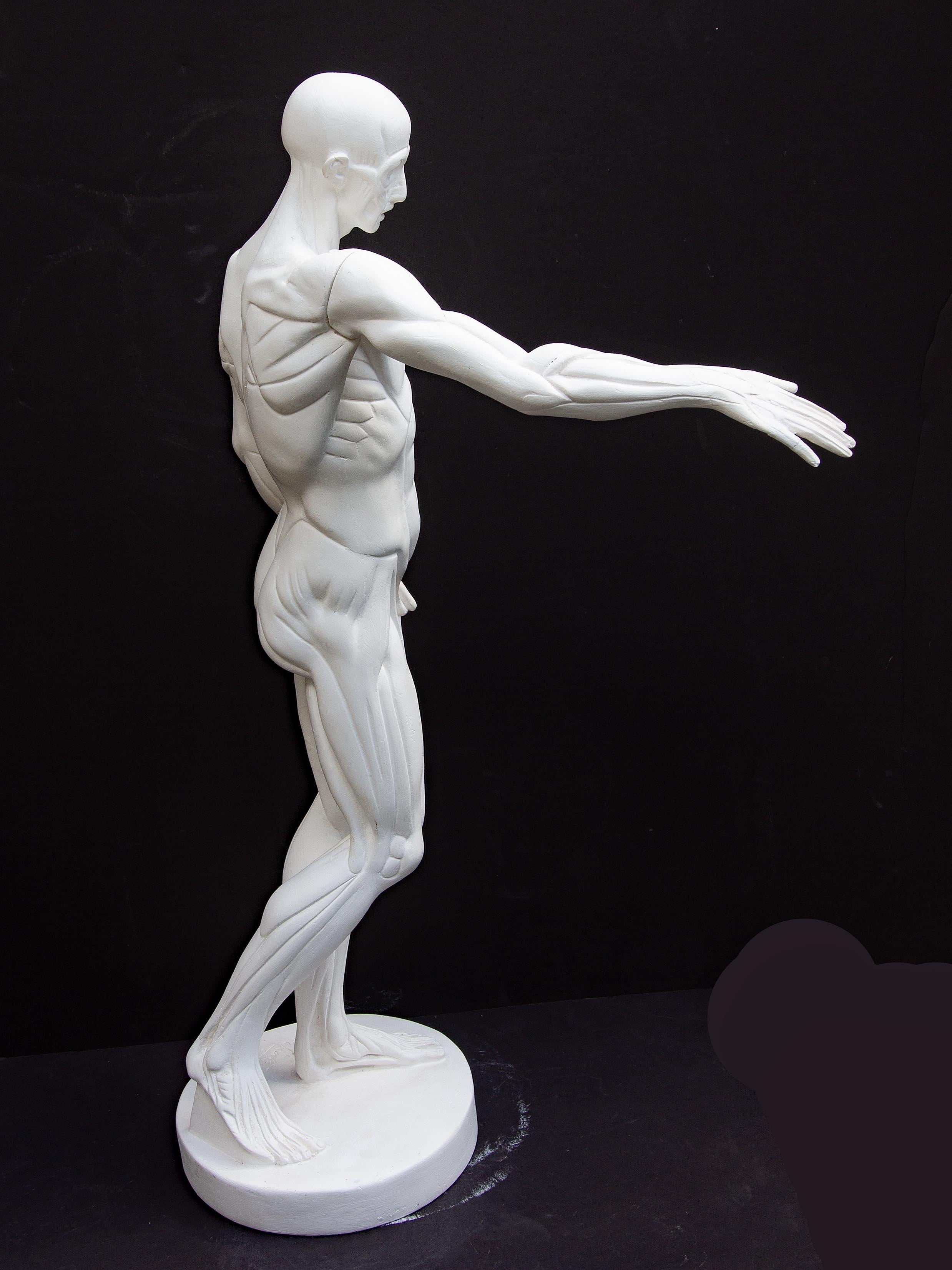 Anatomische Skulptur eines männlichen Aktes 