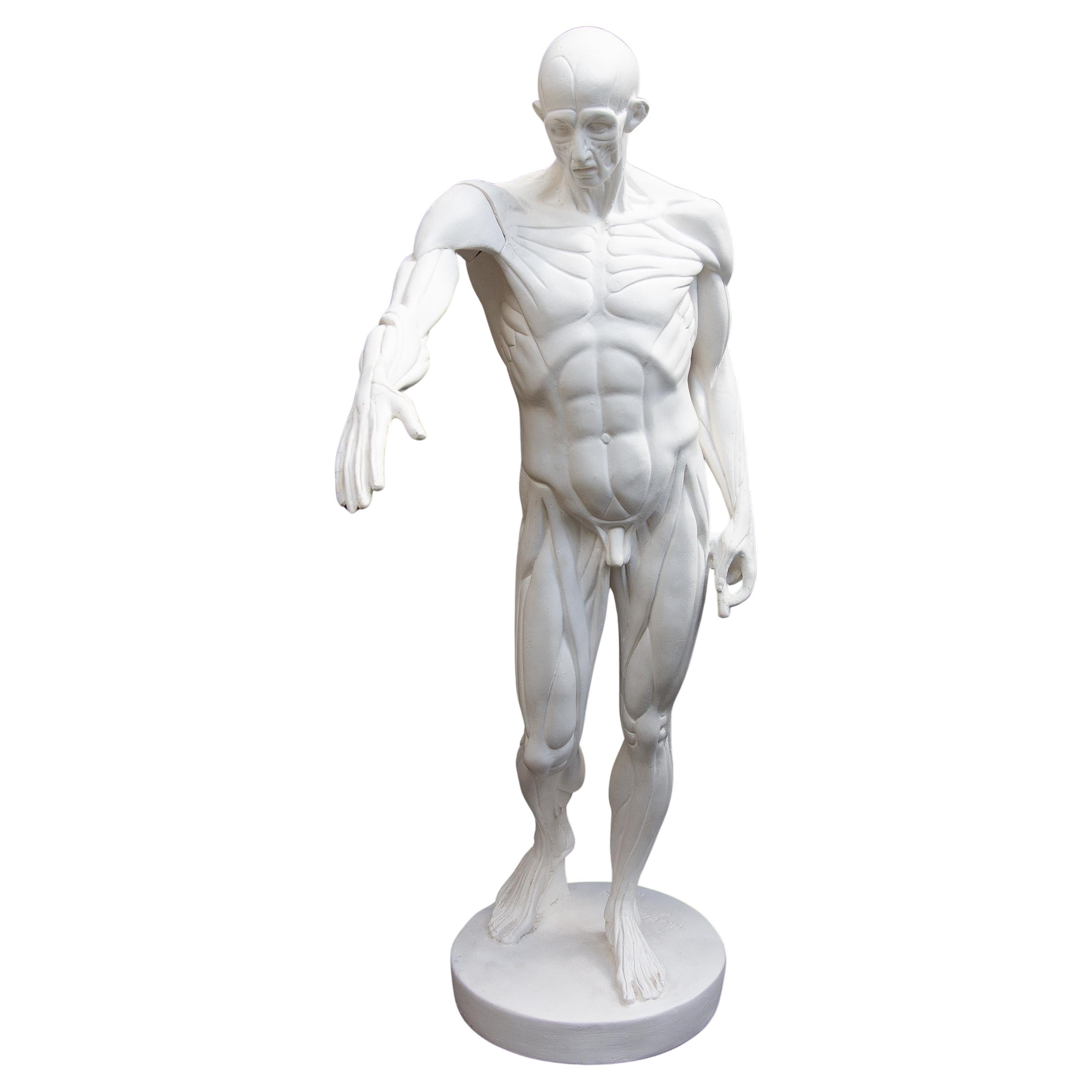 Anatomische Skulptur eines männlichen Aktes "L'Ecorche"   nach Jean-Antoine Houdon im Angebot