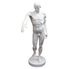 Anatomische Skulptur eines männlichen Aktes "L'Ecorche"   nach Jean-Antoine Houdon