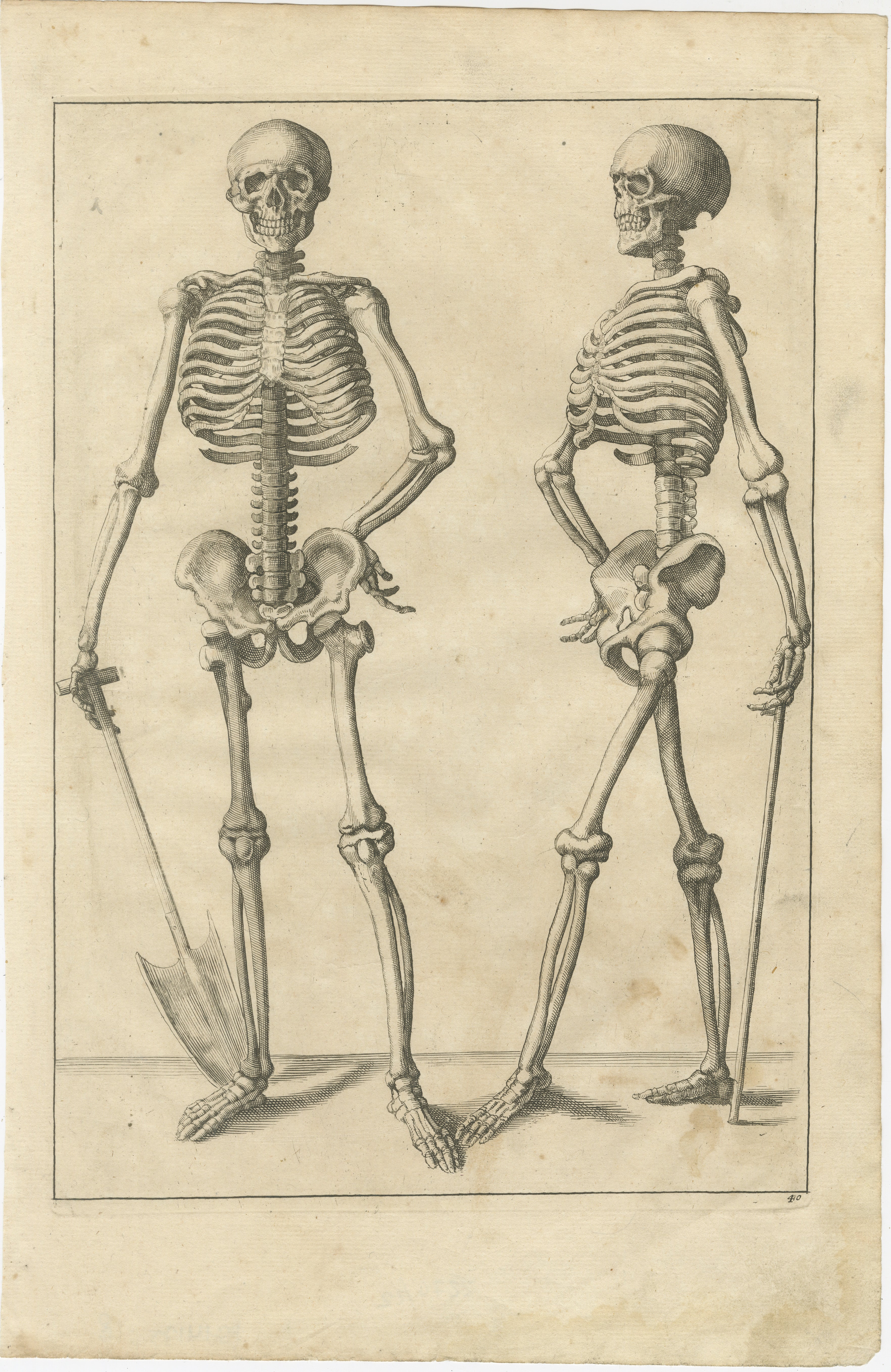 18th Century Anatomical Skeleton Study Engraving Academic Figure German Edition c1745

This finely engraved anatomical plate presents two standing skeleton figures shown from frontal and three-quarter views, posed in a classical contrapposto stance