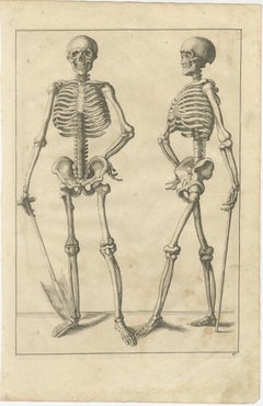 Scheletro Anatomico Studio Incisione Figura Accademica Edizione tedesca, c1745