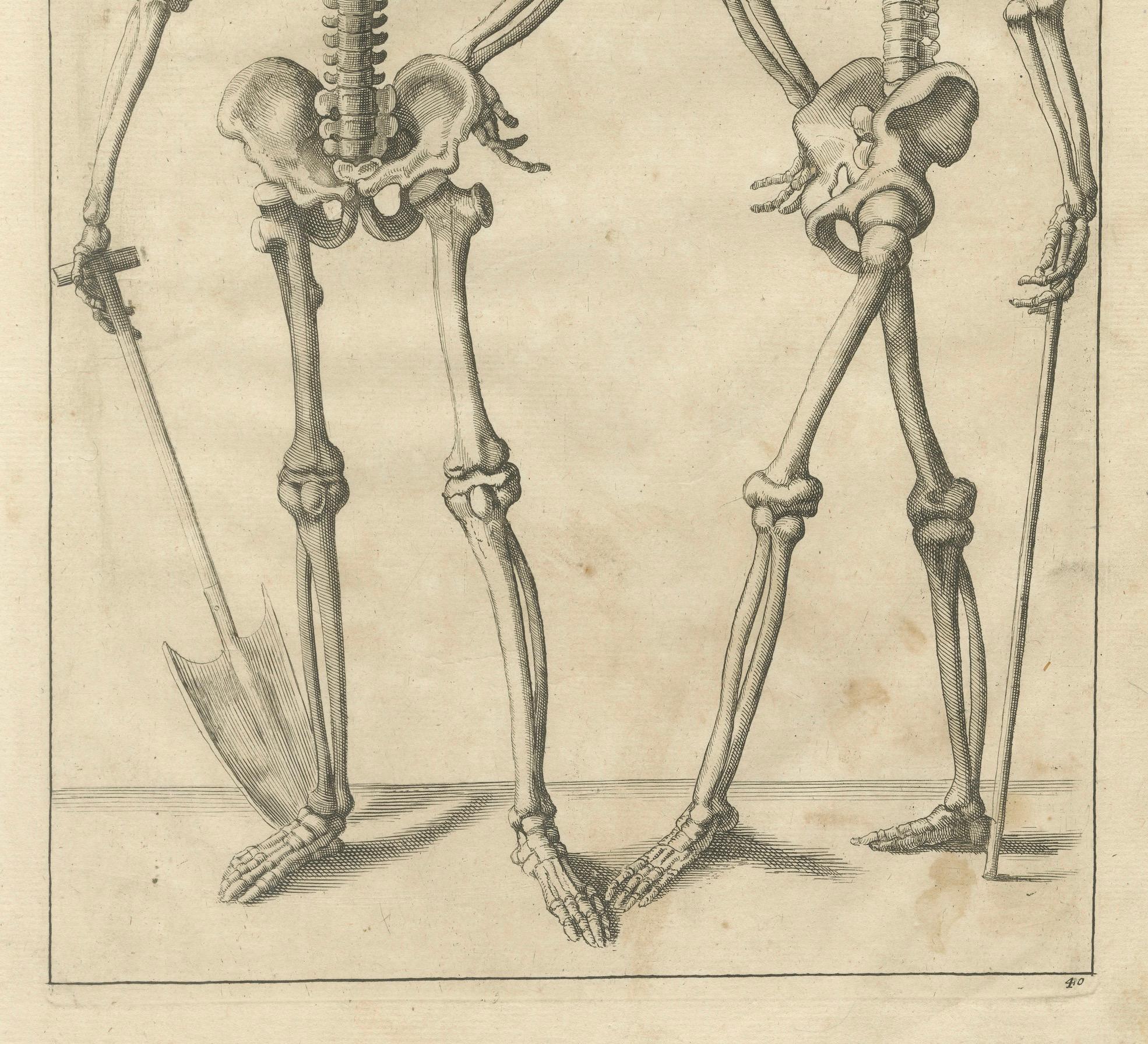 Tedesco Anatomical Skeleton Study Engraving Academic Figure German Edition, c1745 in vendita